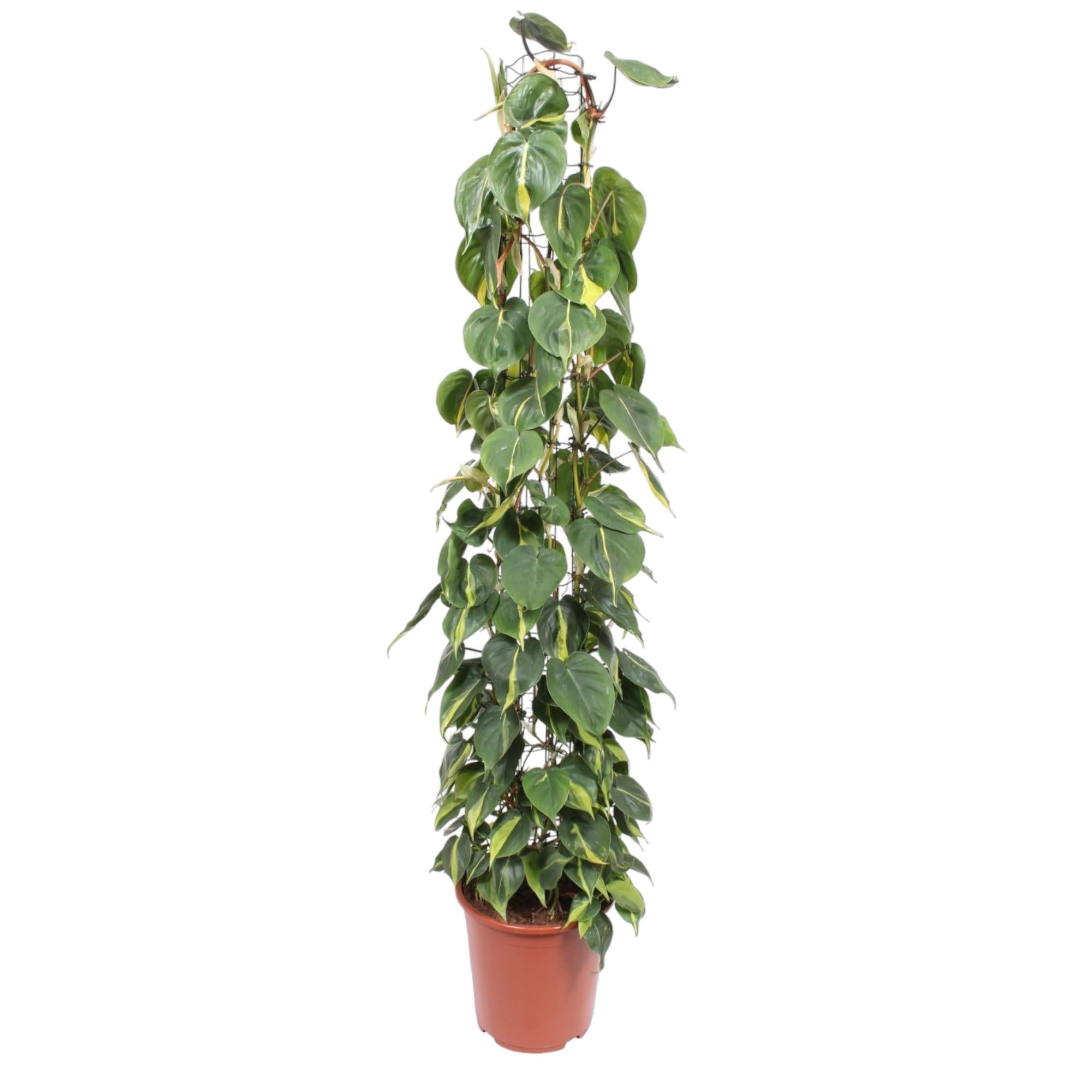 grüne Zimmerpflanze Kletter oder Herzblatt-Philodendron Scandens Brasil am Drahtgittergestell im Topf