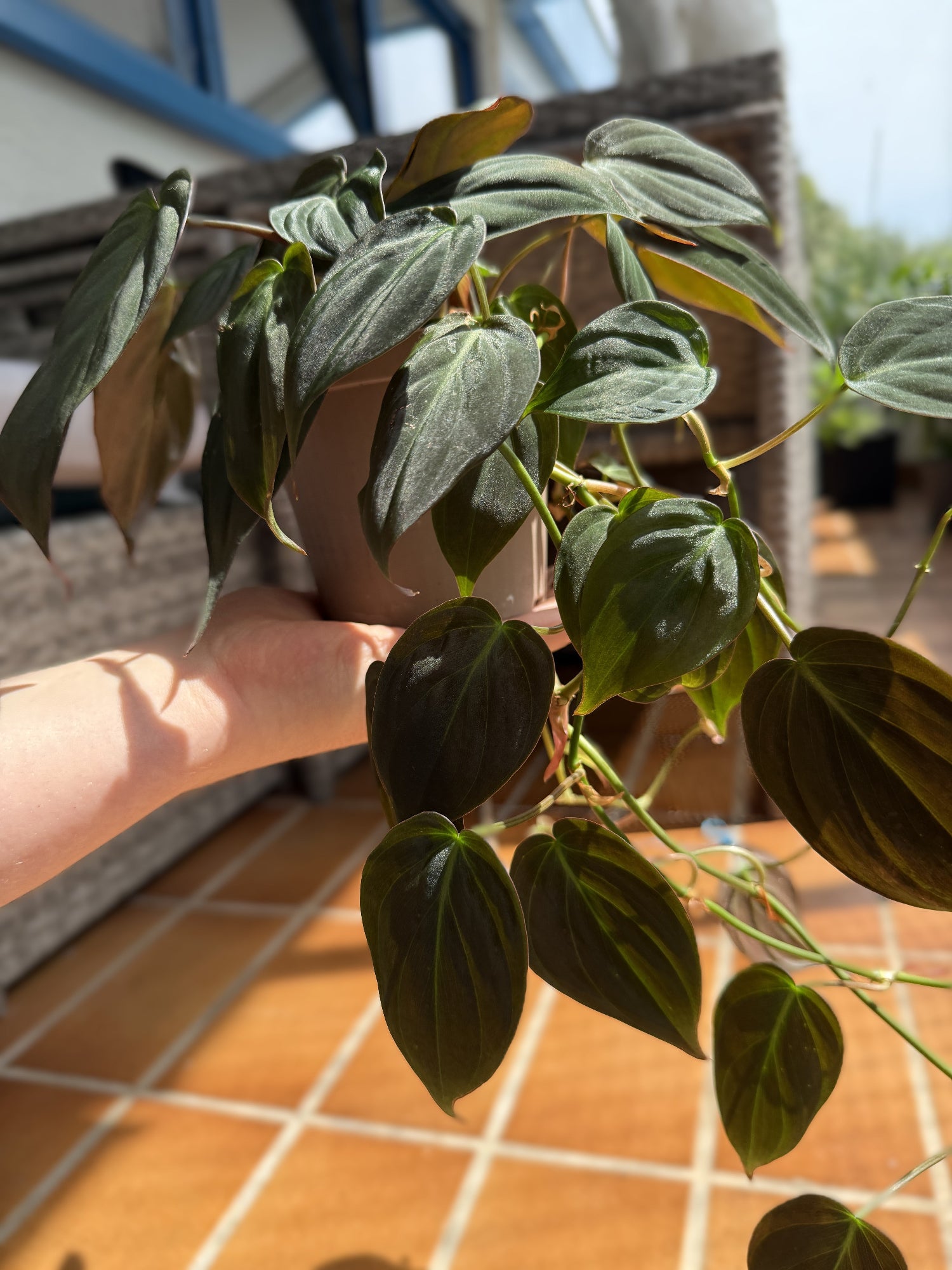 Zimmerpflanze Kletter-Philodendron, Samt-Philodendron scandens 'Micans' im Topf