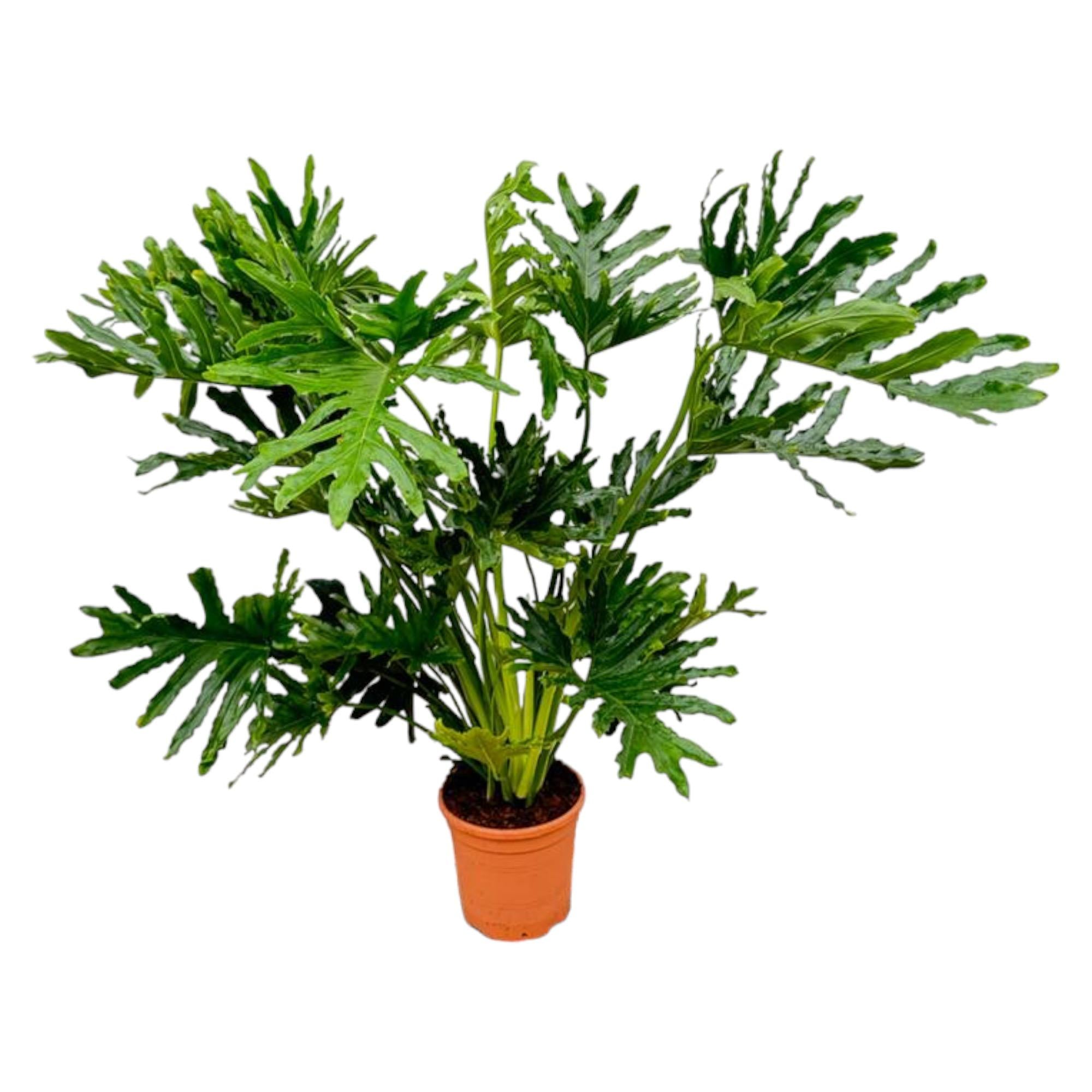 grüne Zimmerpflanze Philodendron Selloum im Topf