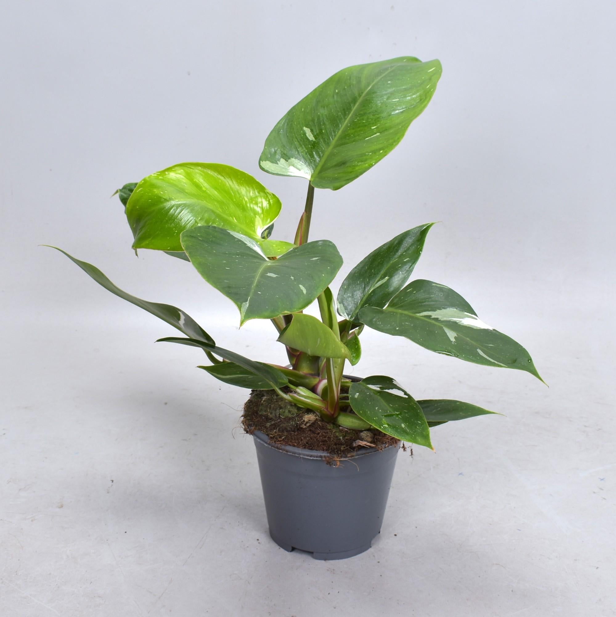 Topfpflanze Philodendron White Princess