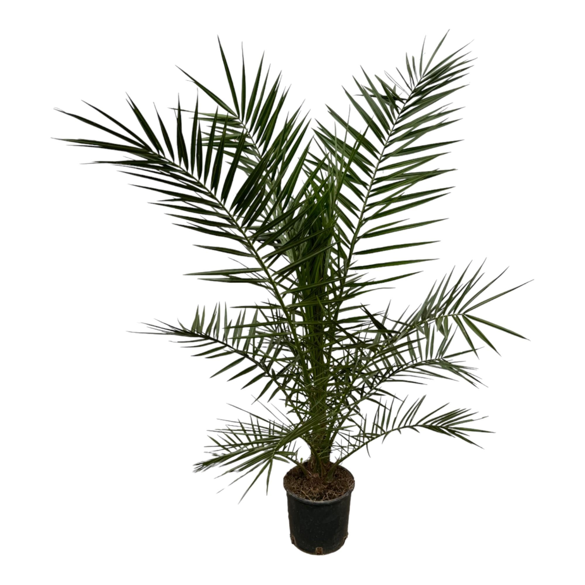 hohe Balkon Garten und Terasse Kanarische Dattelpalme Phoenix Canariensis  im Topf