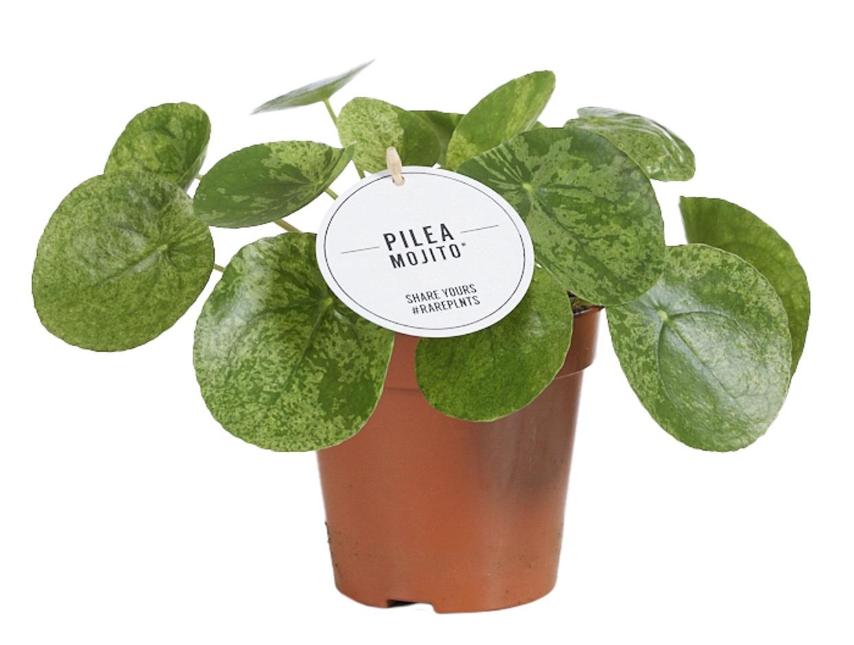 Zimmerpflanze Pilea Mojito im Topf
