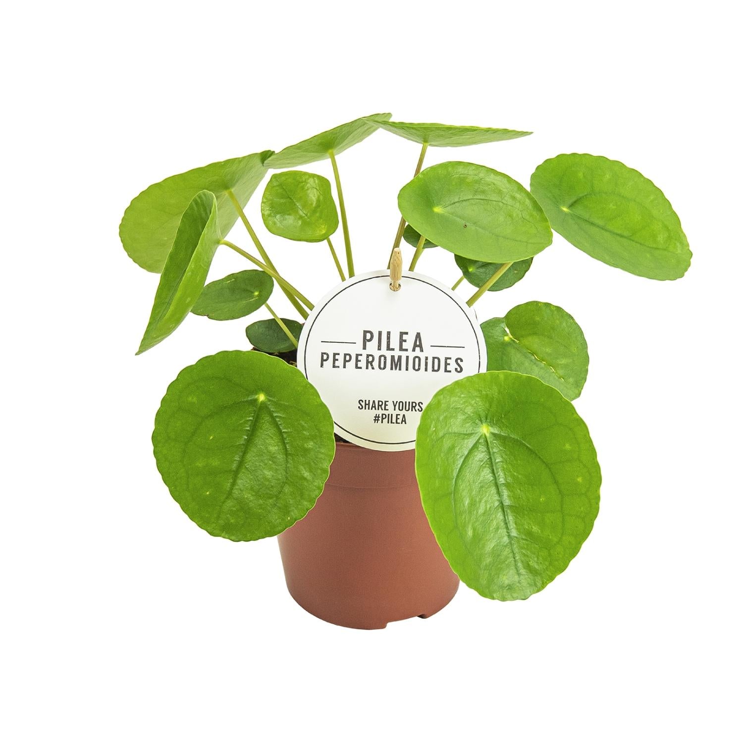 grüne Zimmerpflanze Ufopflanze Pilea Peperomioides im Topf