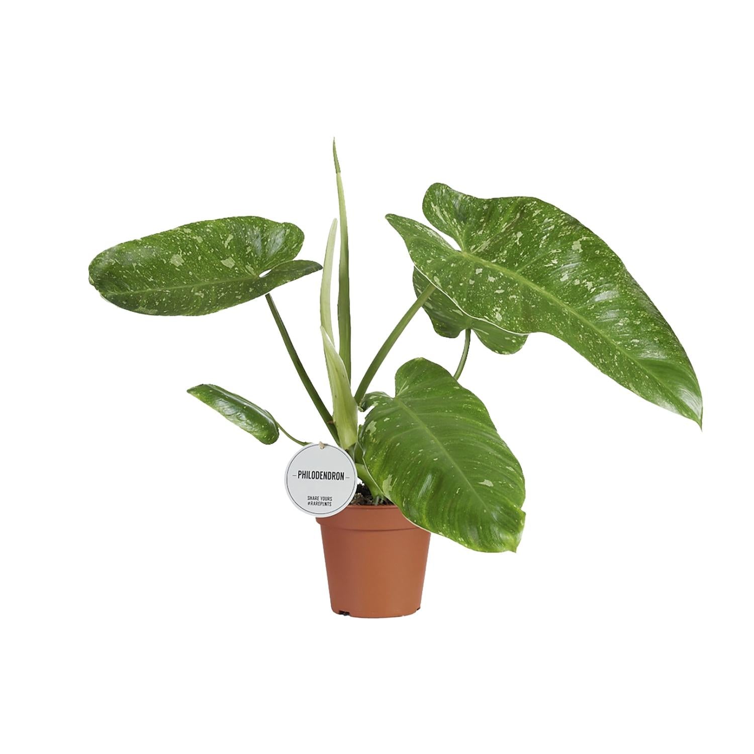 Grünpflanze Philodendron Jose Buono im Topf