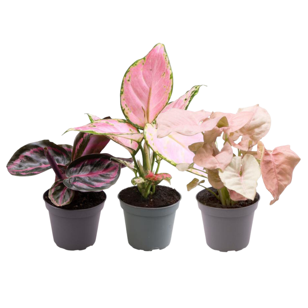 Dreierset aus pinken Pflanzen