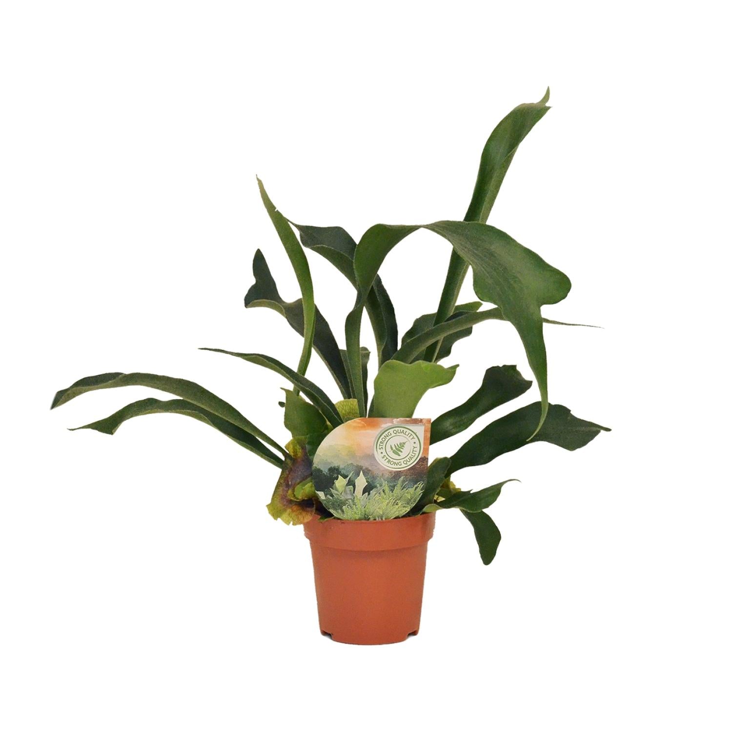 Zimmerpflanze Geweihfarn Platycerium Bifurcatum im Topf