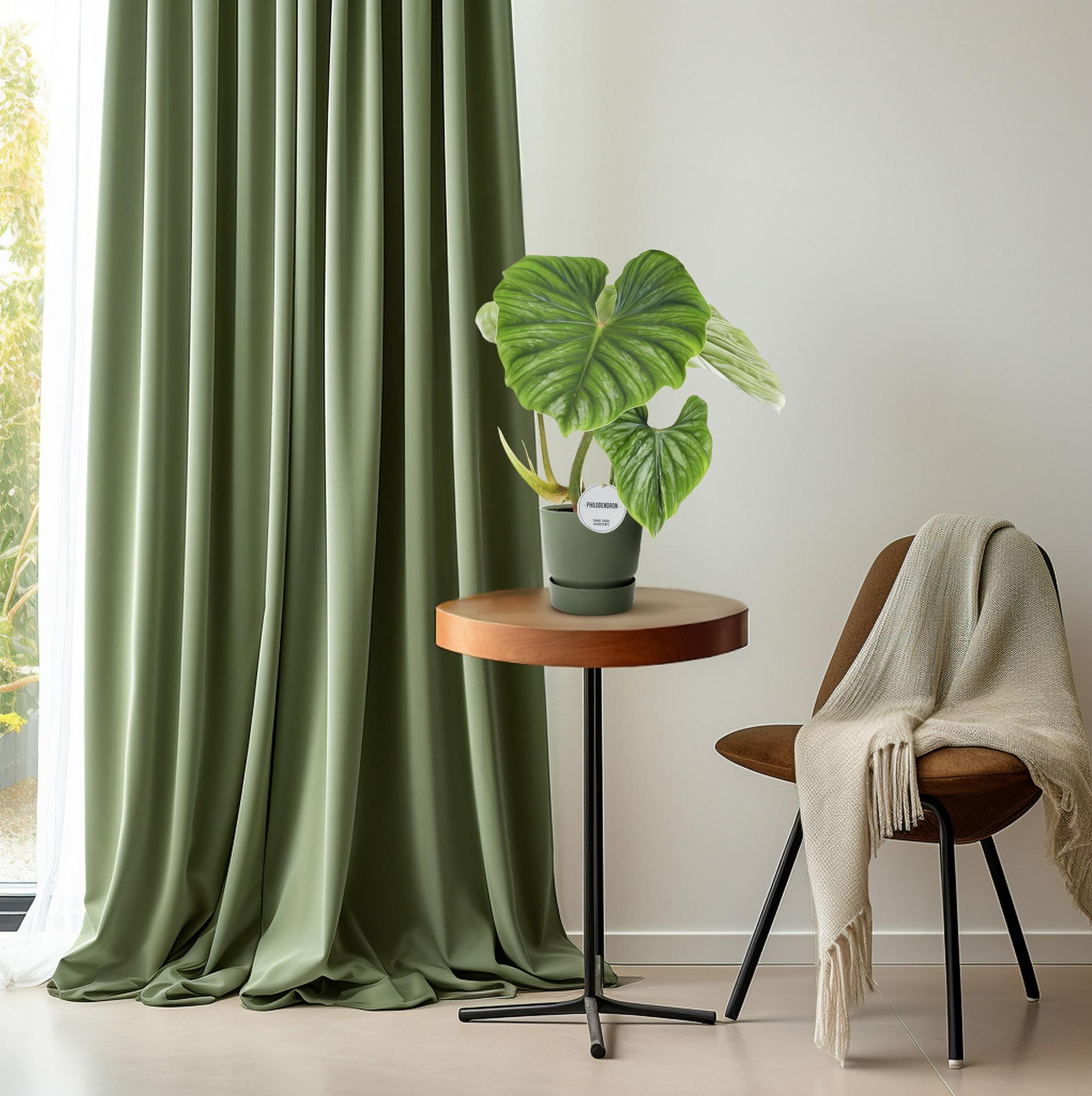 Topfplanze Philodendron Plowmanii