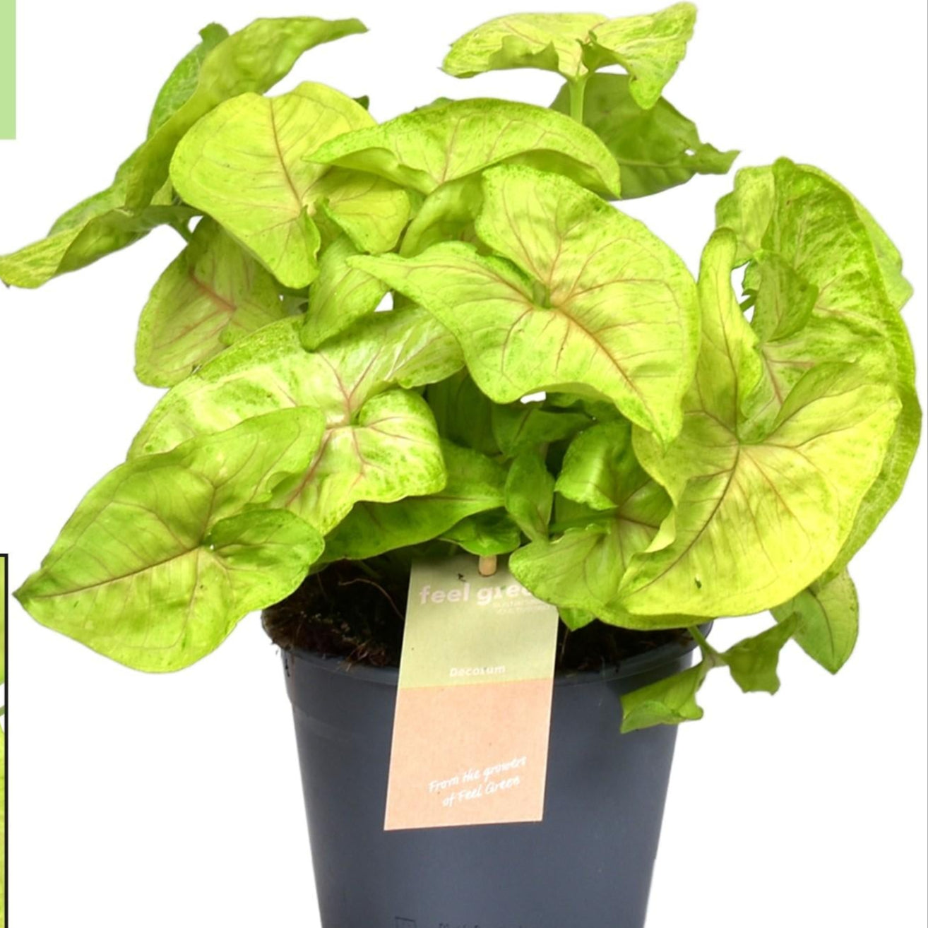 helle Zimmerpflanze Purpurtute Syngonium Golden  im Topf