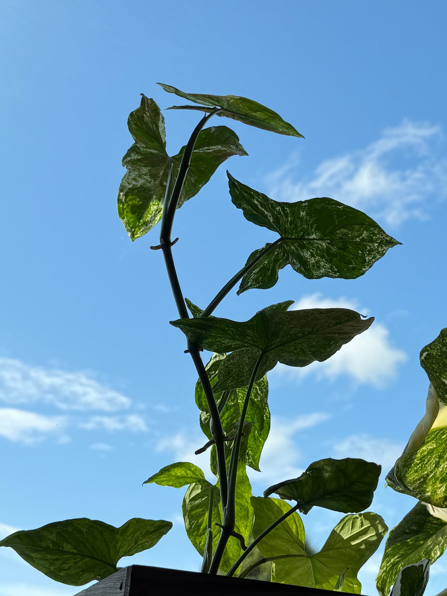 Zimmerpflanze Purpurtute Syngonium Mottled am Fenster vor blauem Himmel