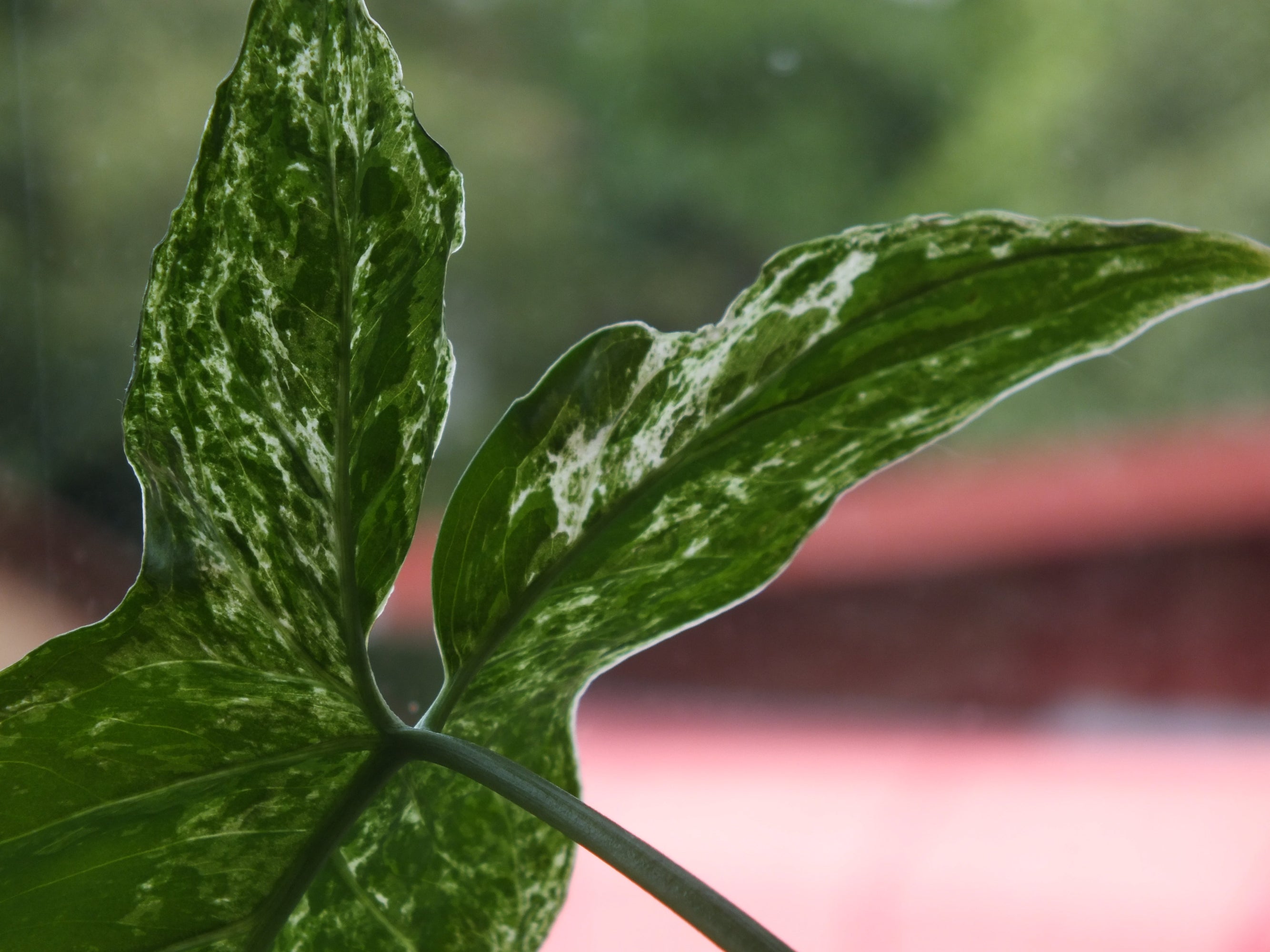 Nahaufnahme Purpurtute Syngonium Mottled