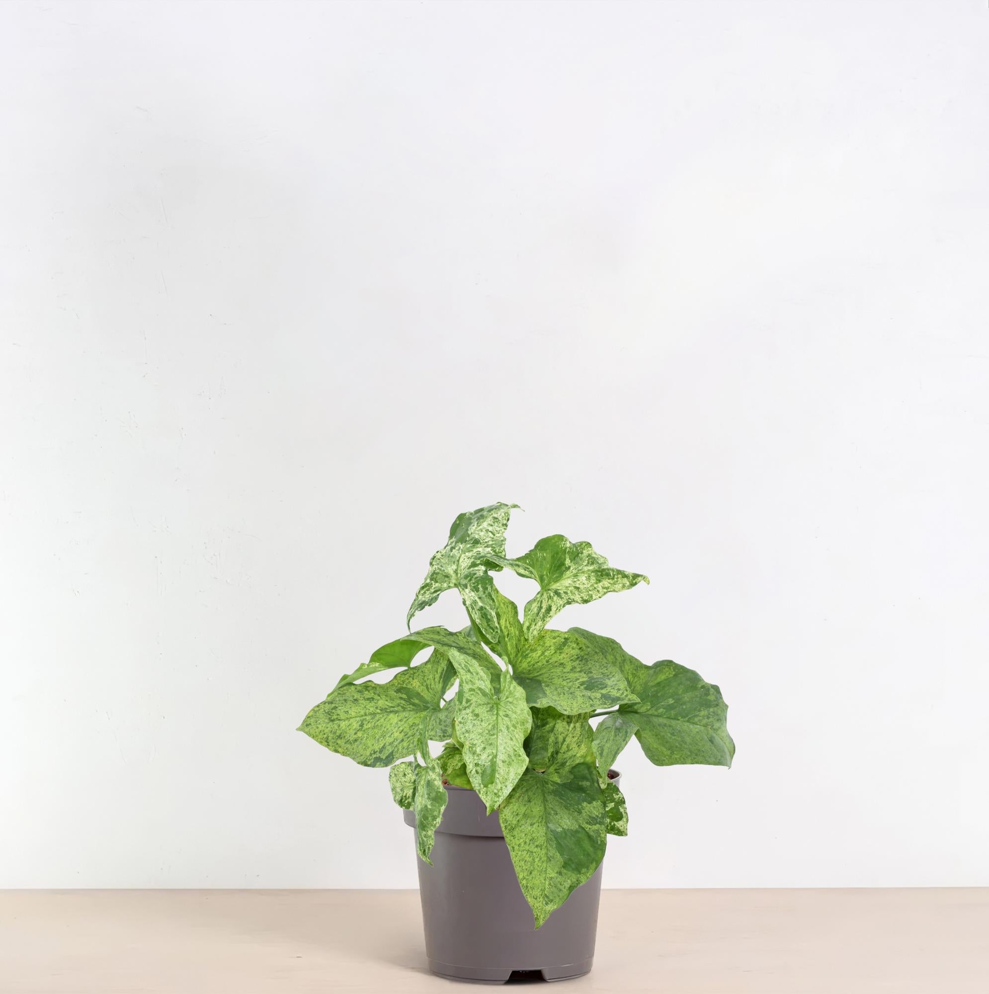 Zimmerpflanze Purpurtute Syngonium Mottled im Topf