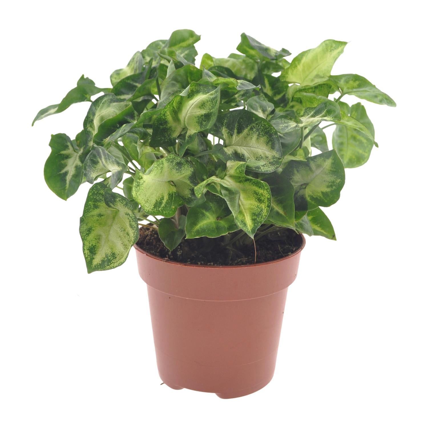 grüne Zimmerpflanze Purpurtute Syngonium Pixie im Topf
