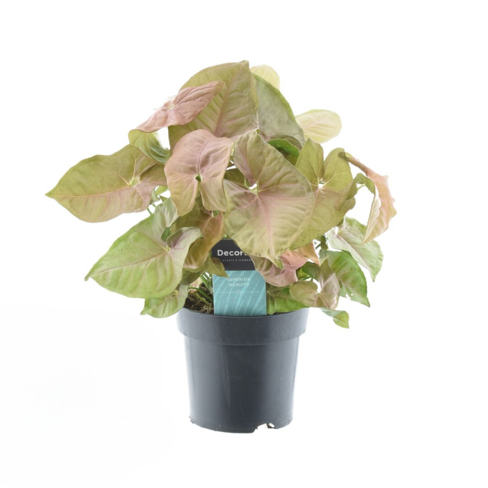 bunte Zimmerpflanze Purpurtute Syngonium Red Heart im Topf