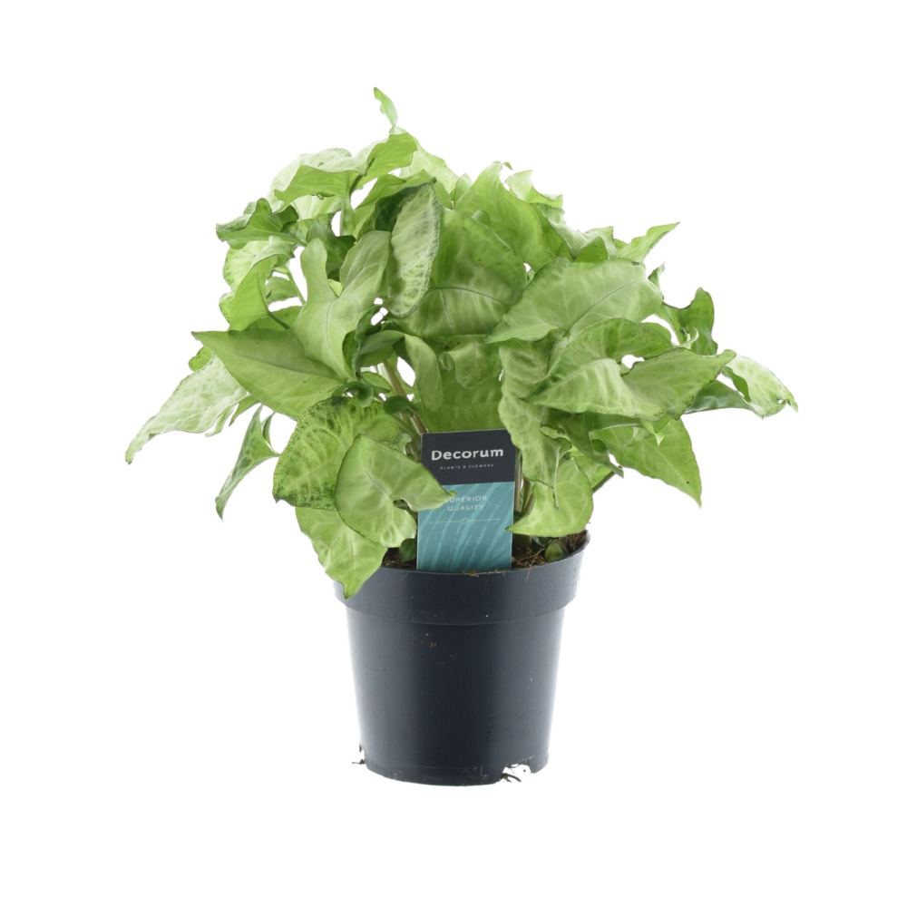 grüne Zimmerpflanze Purpurtute Syngonium White Butterfly  im Topf