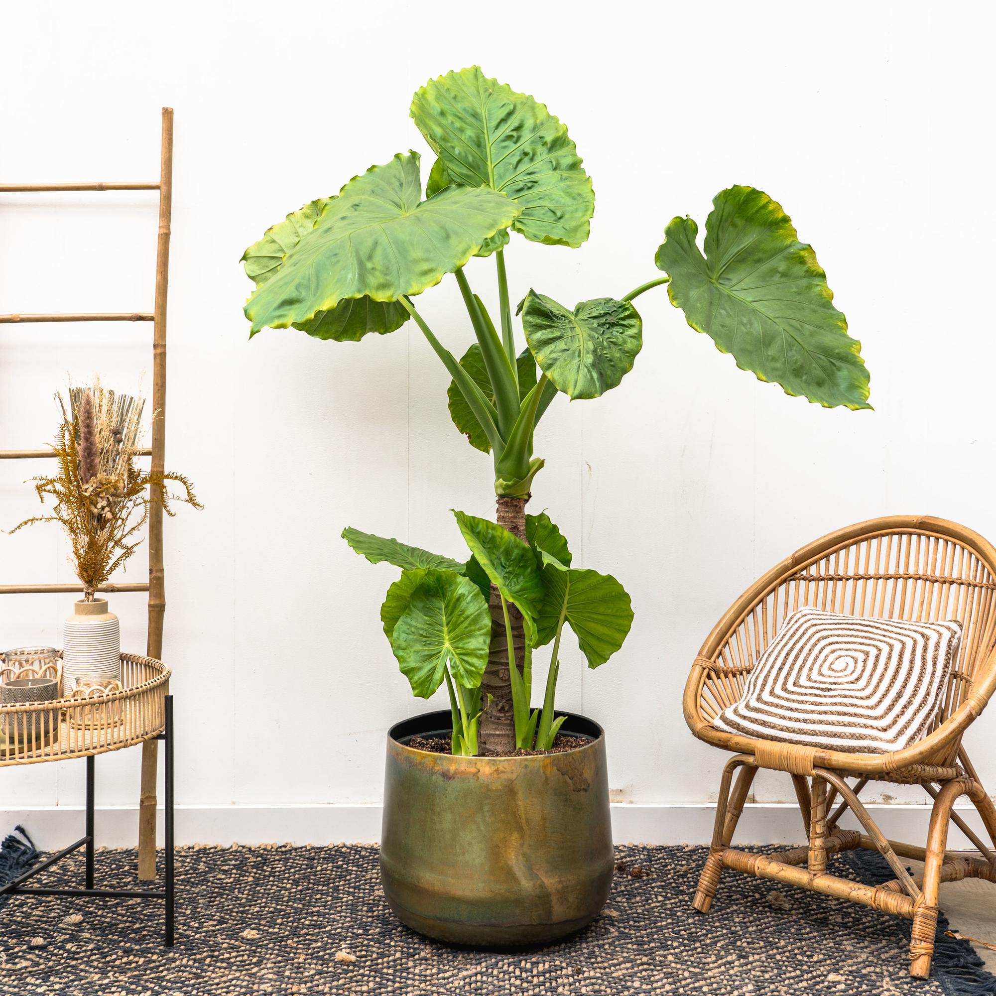 Zimmerpflanze Riesen-Pfeilblatt Alocasia Portodora neben einem Stuhl im Topf