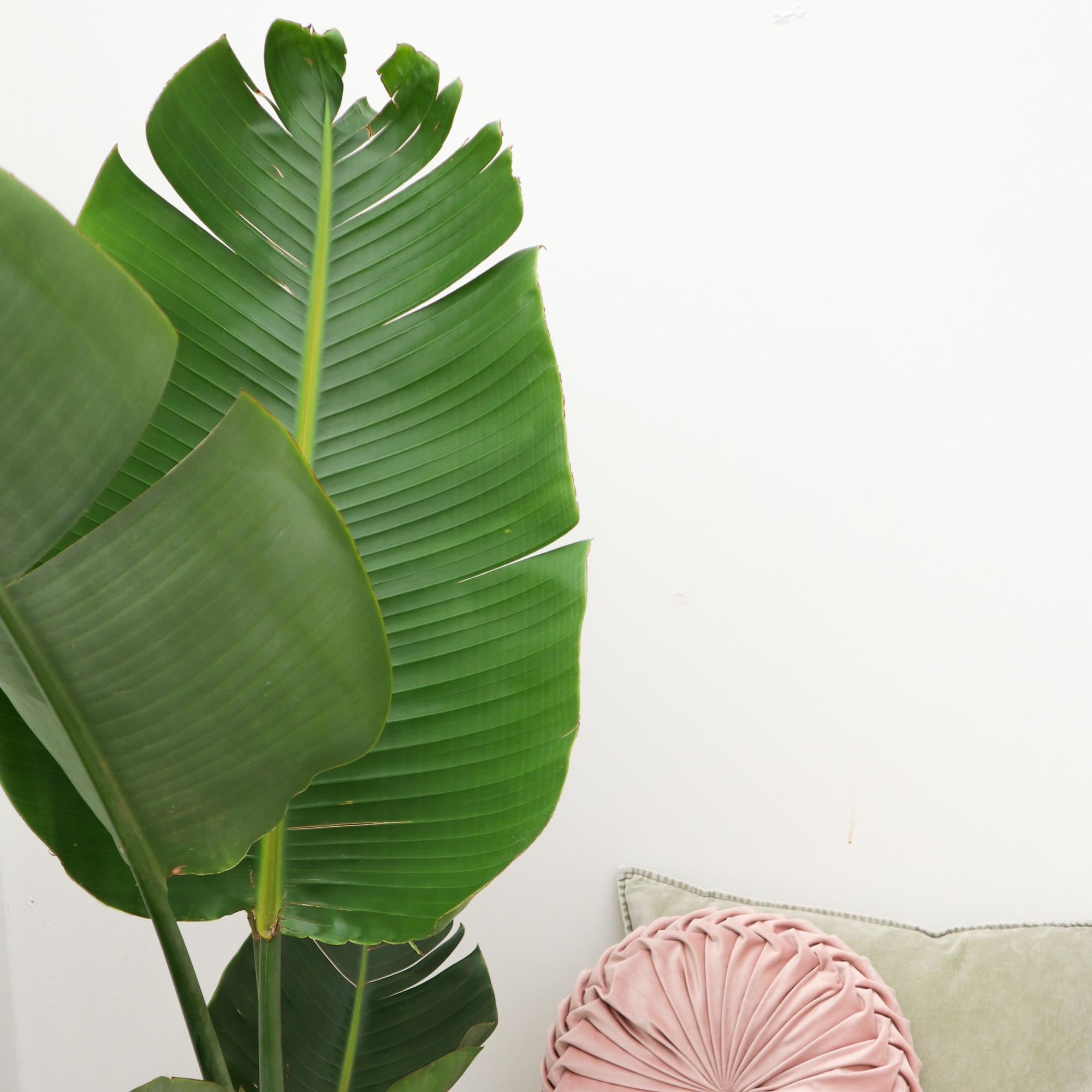 wunderbares Blatt der riesenstrelitzie