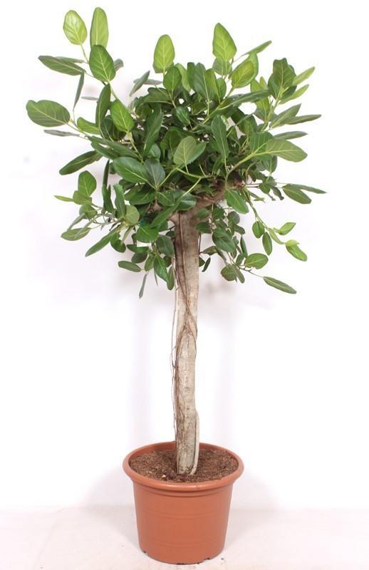 XXL Indische Feige Ficus Bengalensis