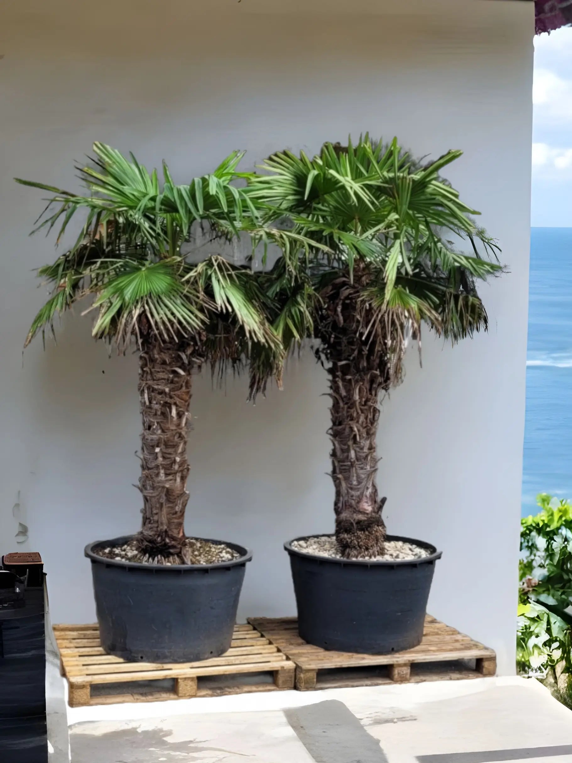 großer Trachycarpus