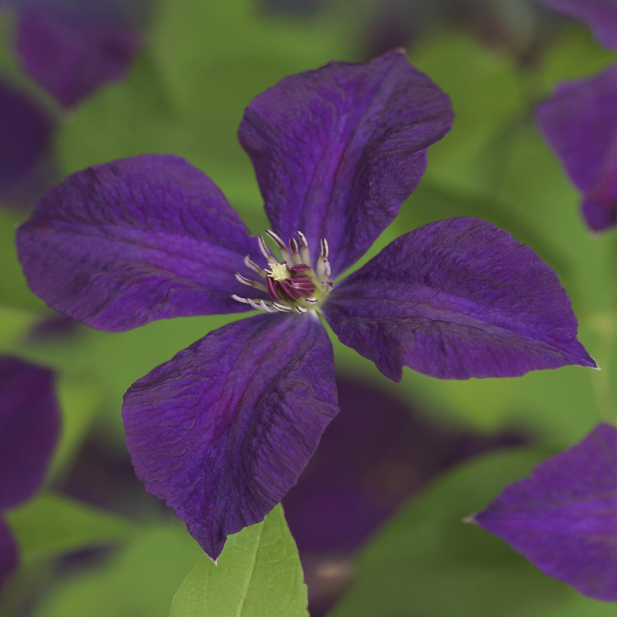 Nahaufnahme einer Waldrebe Clematis Polish Spirit Rosa Blüte