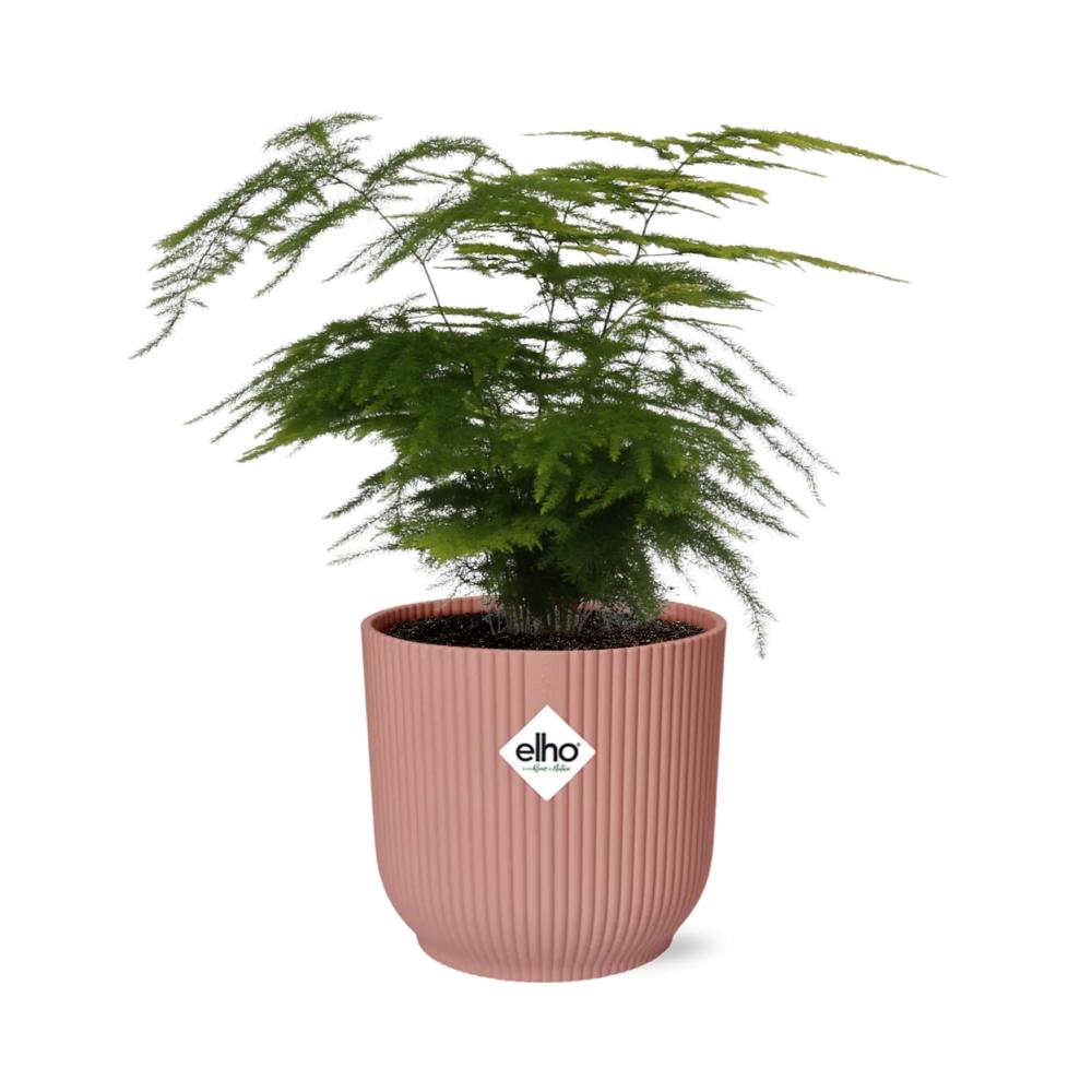 grüne Zimmerpflanze Feder-Asparagus Asparagus Setaceus ‘Plumosus’ im rosa Elho Topf