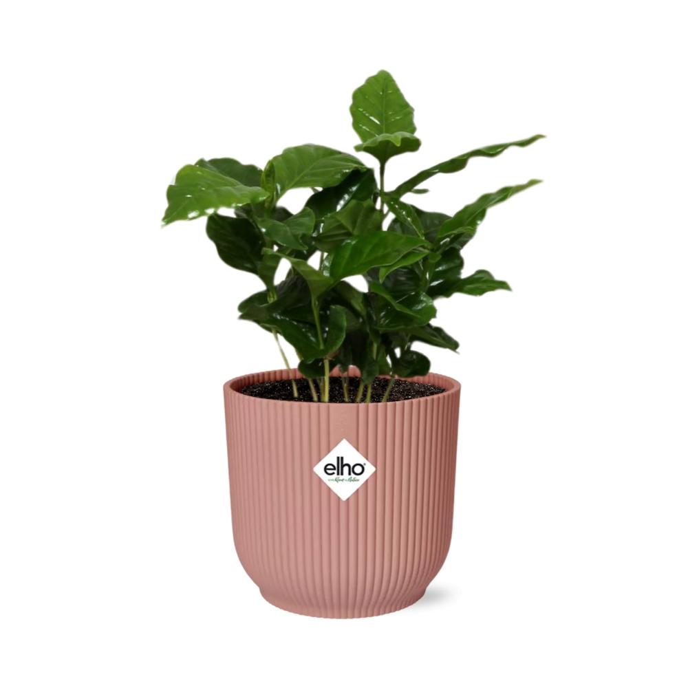 grüne Zimmerpflanze Kaffeepflanze Coffea Arabica im rosa Elho Topf