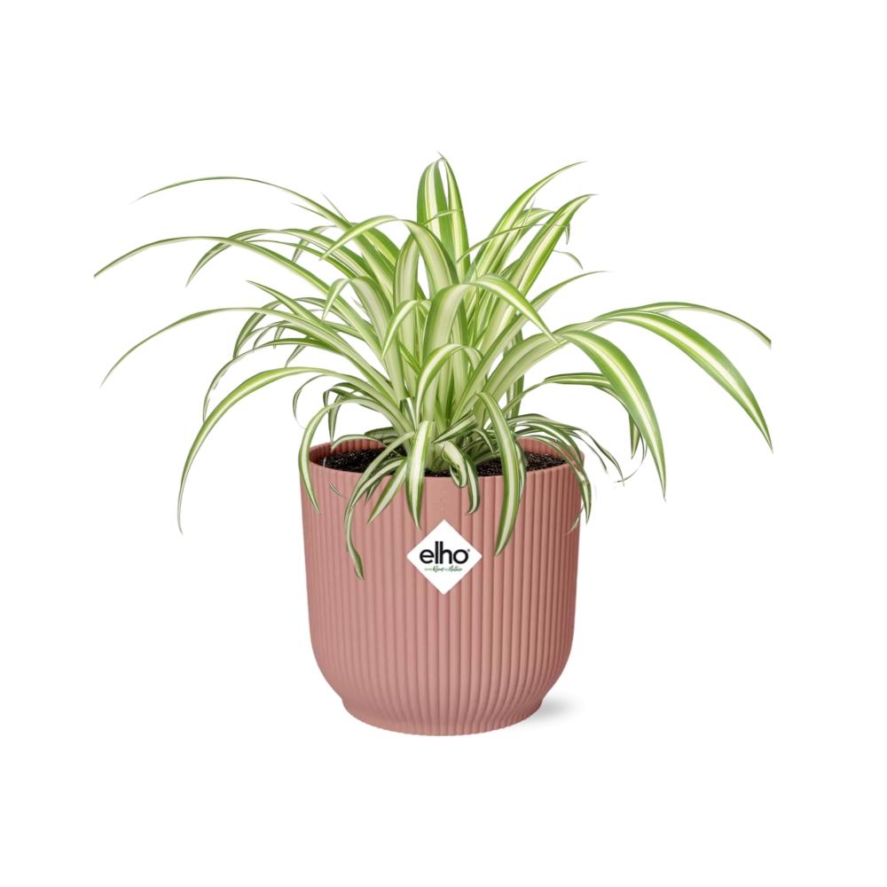 Zimmerpflanze Grünlilie Chlorophytum Comosum Variegatum im rosa Elho Topf