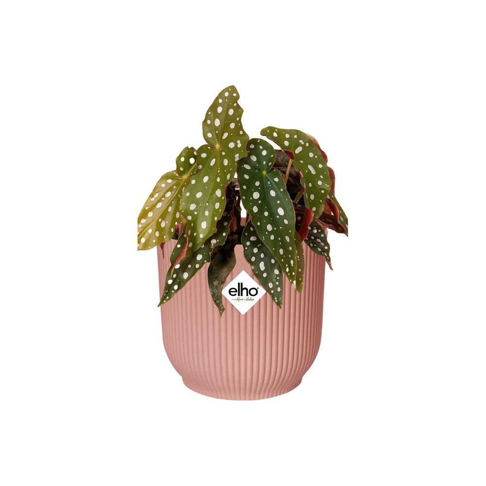 gefleckte Zimmerpflanze Forellenbegonie Begonia Maculata im rosa Elho Topf