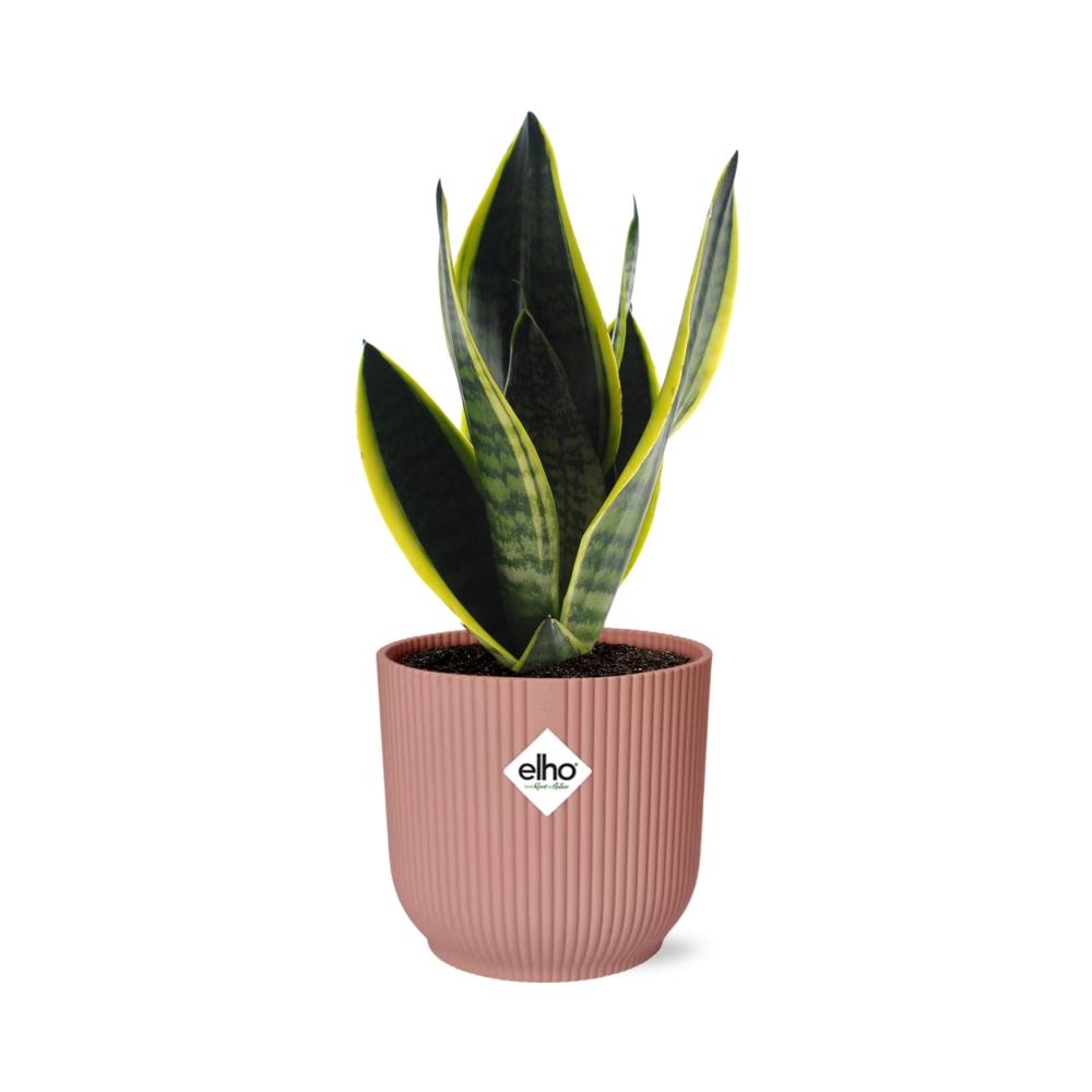 bunte Zimmerpflanze Bogenhanf Sansevieria Futura Superba  im rosa Elho Topf