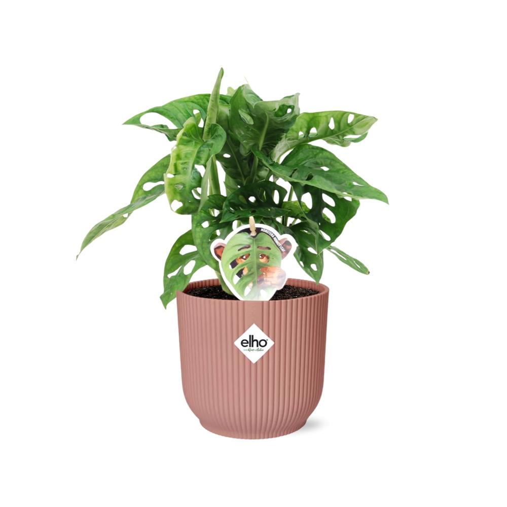 grüne Zimmerpflanze Monstera ‘Monkey Leaf’ mit rosa Elho Topf