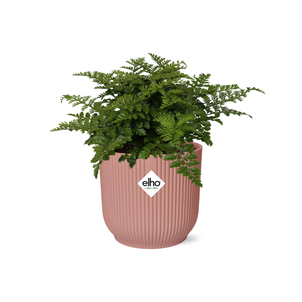 grüne Zimmerpflanze Nestfarn Asplenium Parvati im rosa elho Topf