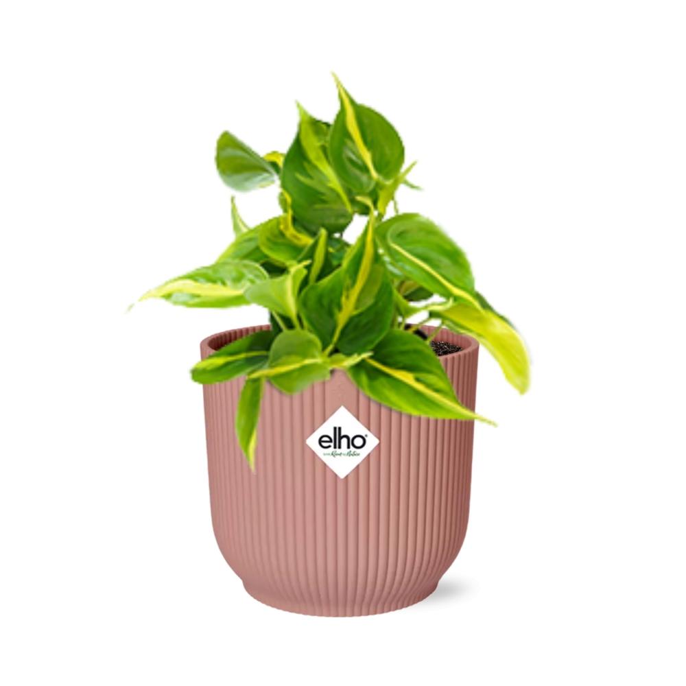 bunte Zimmerpflanze Philodendron Scandens ‘Brasil’ im rosa Elho Topf