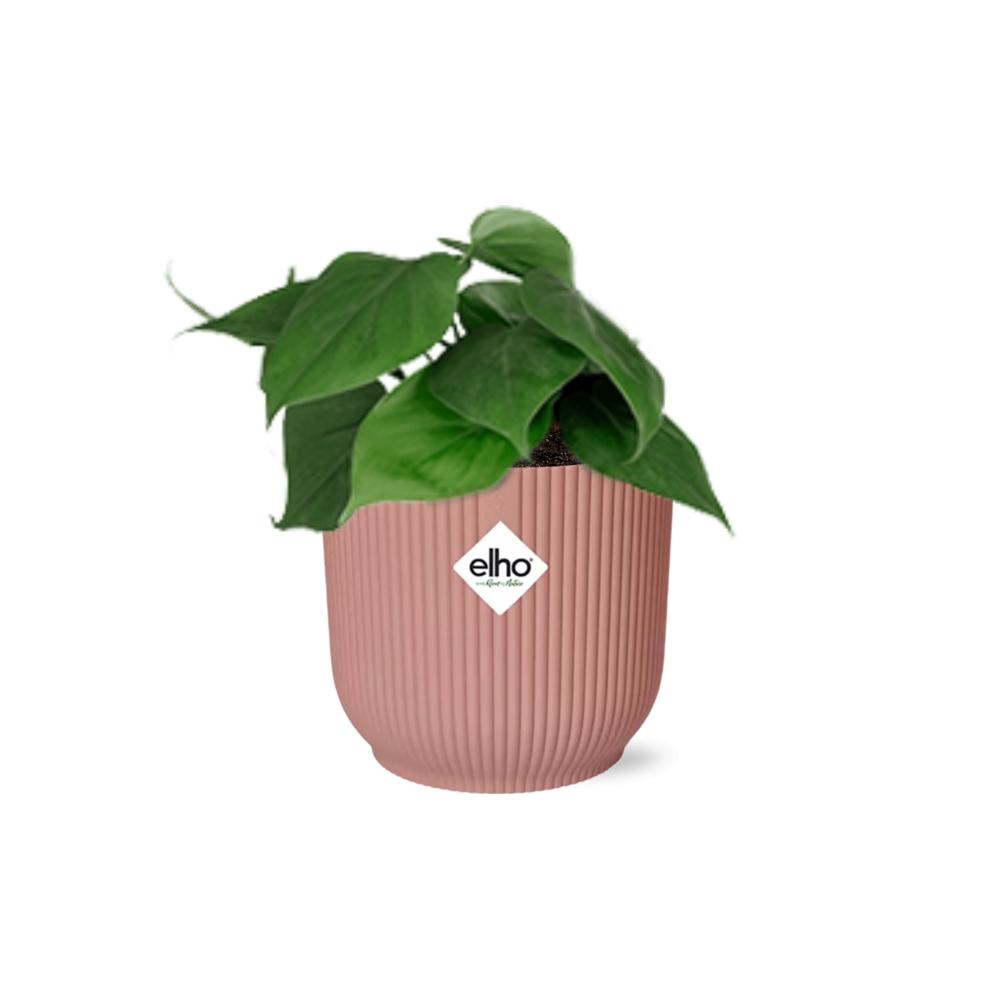 grüne Zimmerpflanze Philodendron Scandens  im rosa Elho Topf