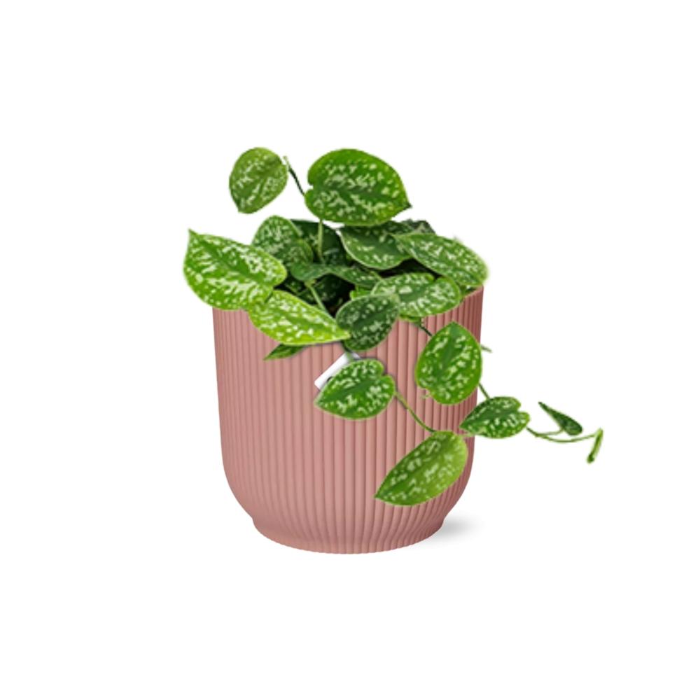 Zimmerpflanze Gefleckte Efeutute Scindapsus Pictus ‘Argyraeus’ im rosa elho topf