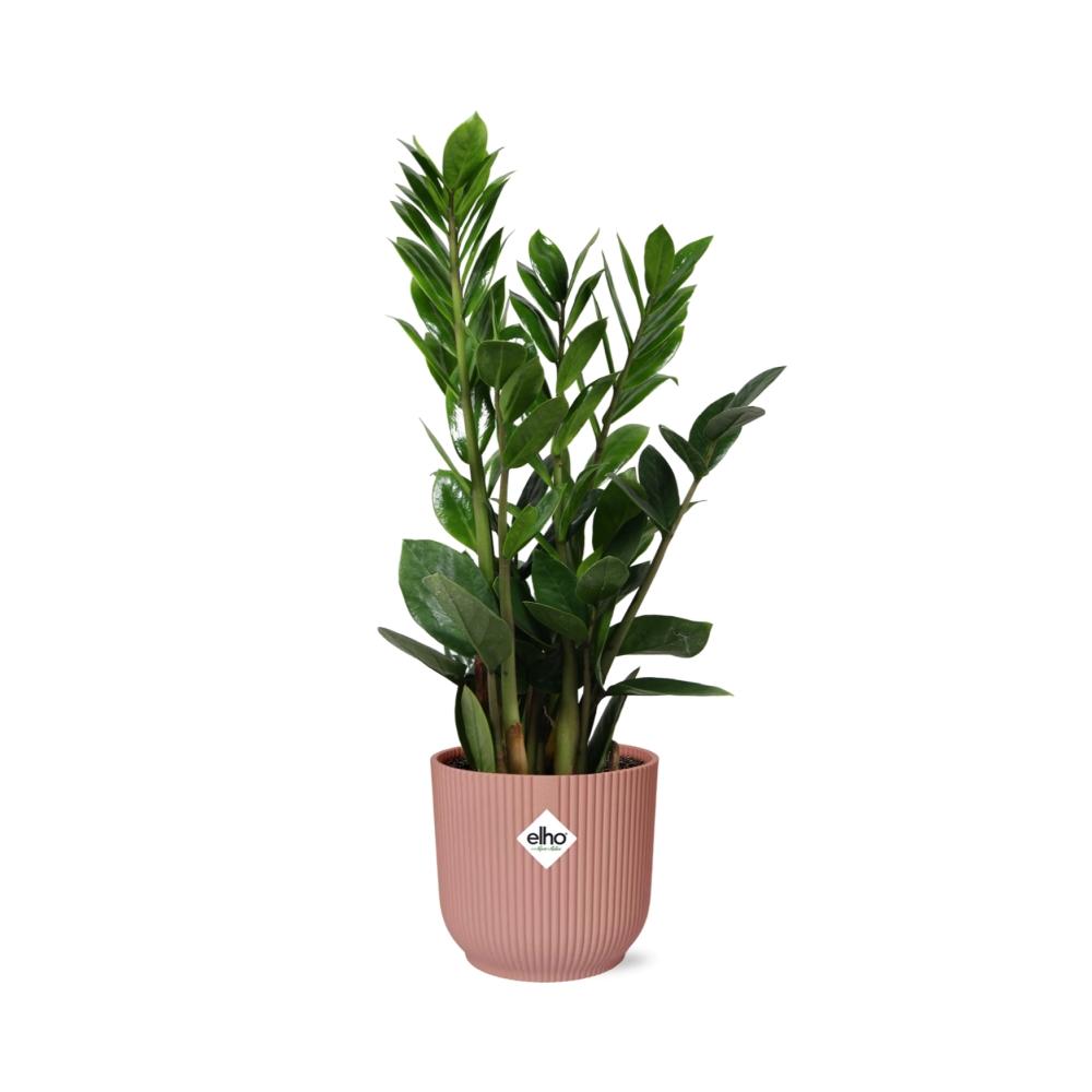 grüne Zimmerpflanze Glücksfeder Zamioculcas im rosa elho Topf