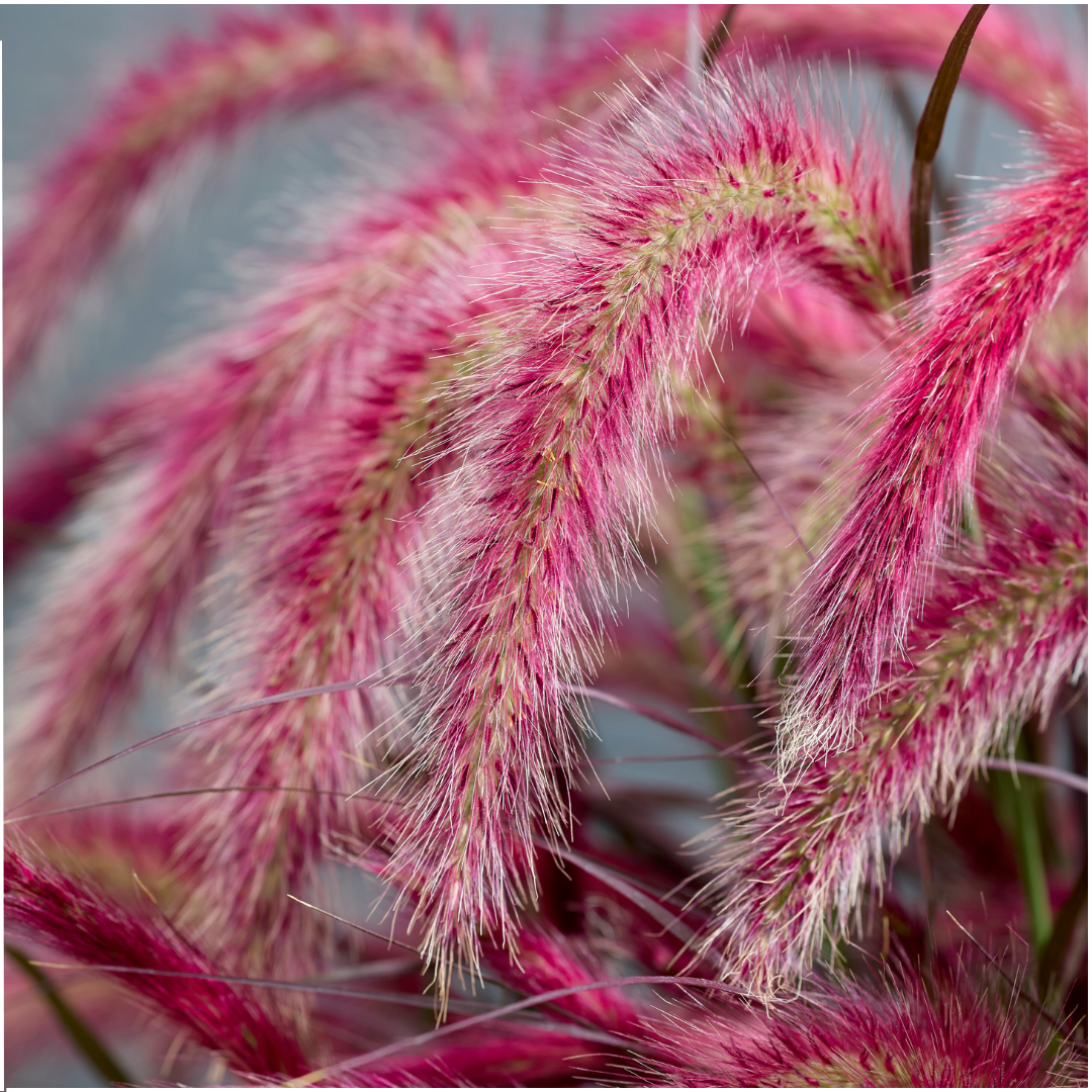 Nahaufnahme des Federborstengras Pennisetum 'Tiny Tails'