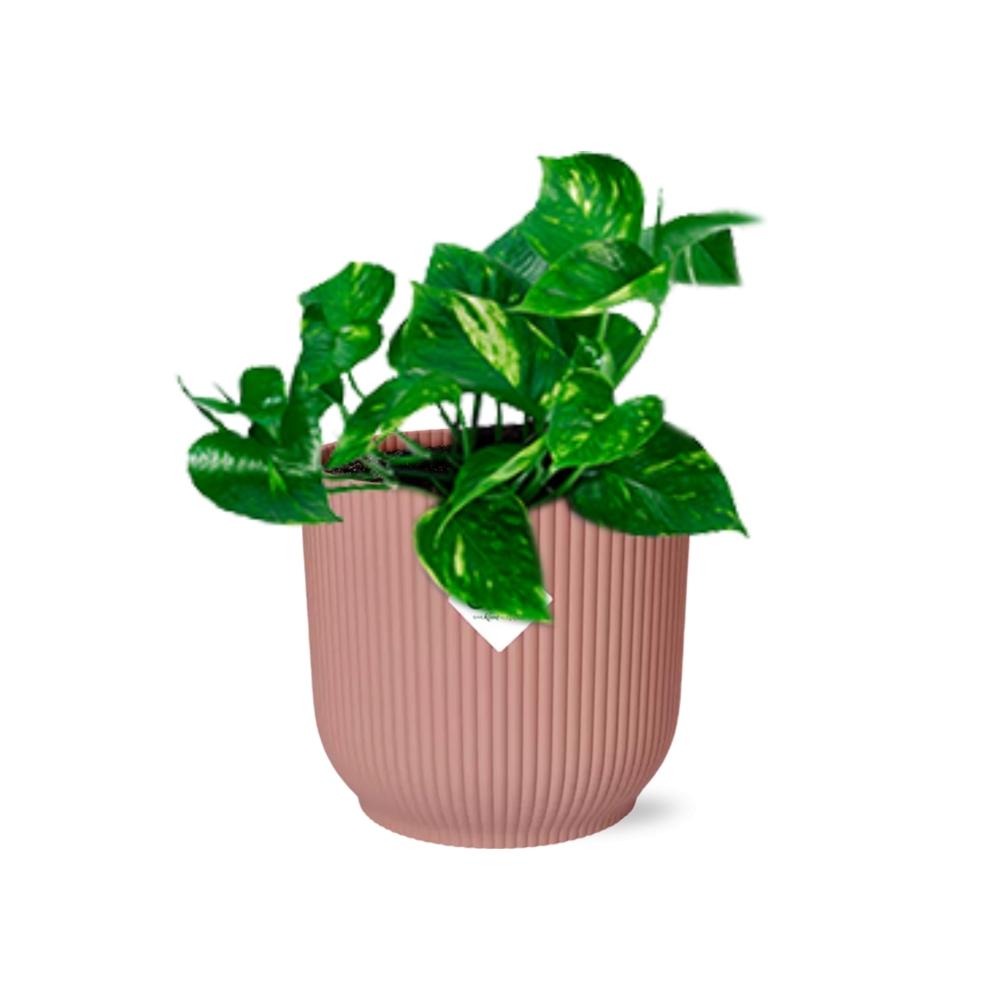 grüne Zimmerpflanze Goldene Efeutute Epipremnum Pinnatum ‘Aureum’  im rosa elho Topf
