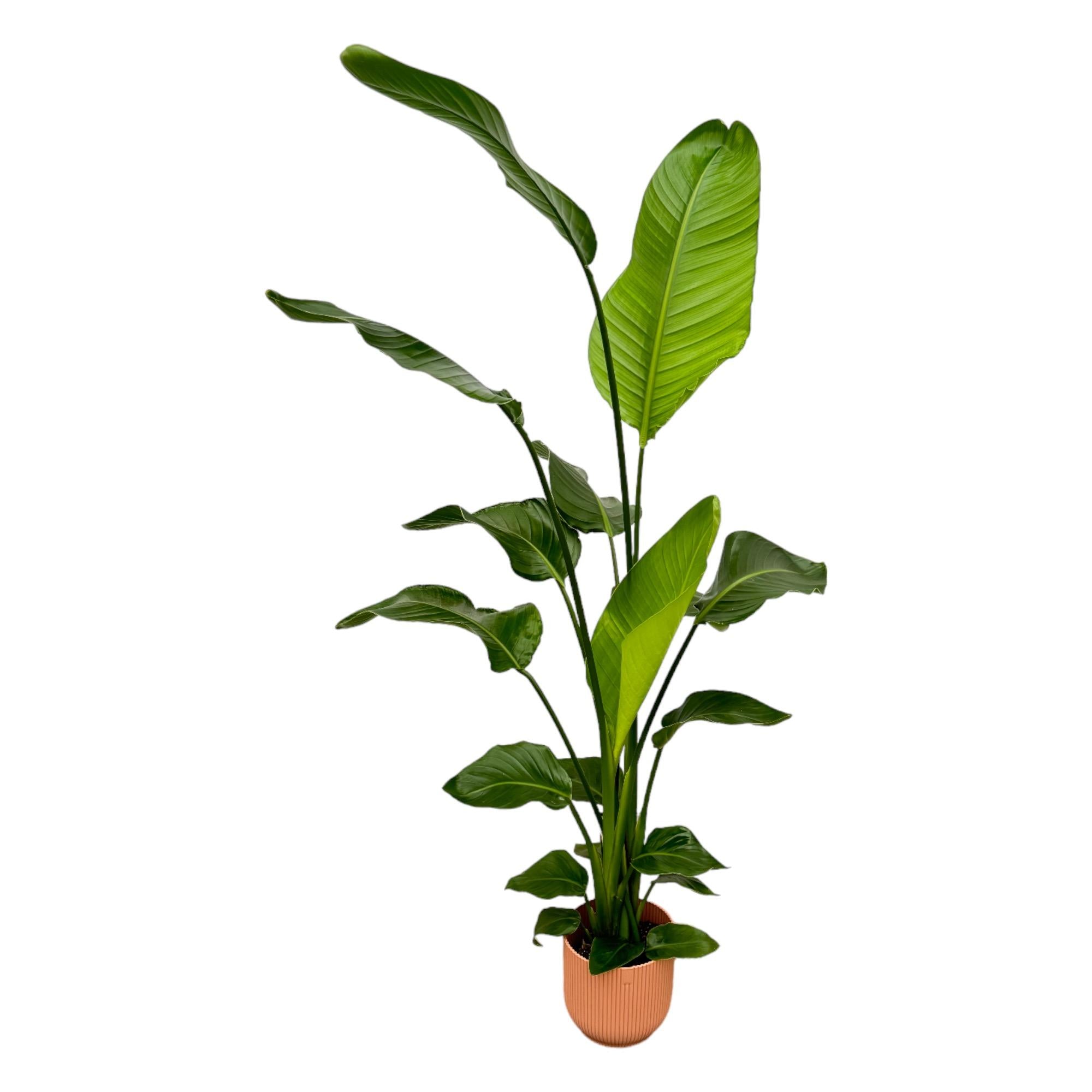 Zimmerpflanze Weiße Paradiesvogelblume Strelitzia Nicolai im rosa Elho Topf