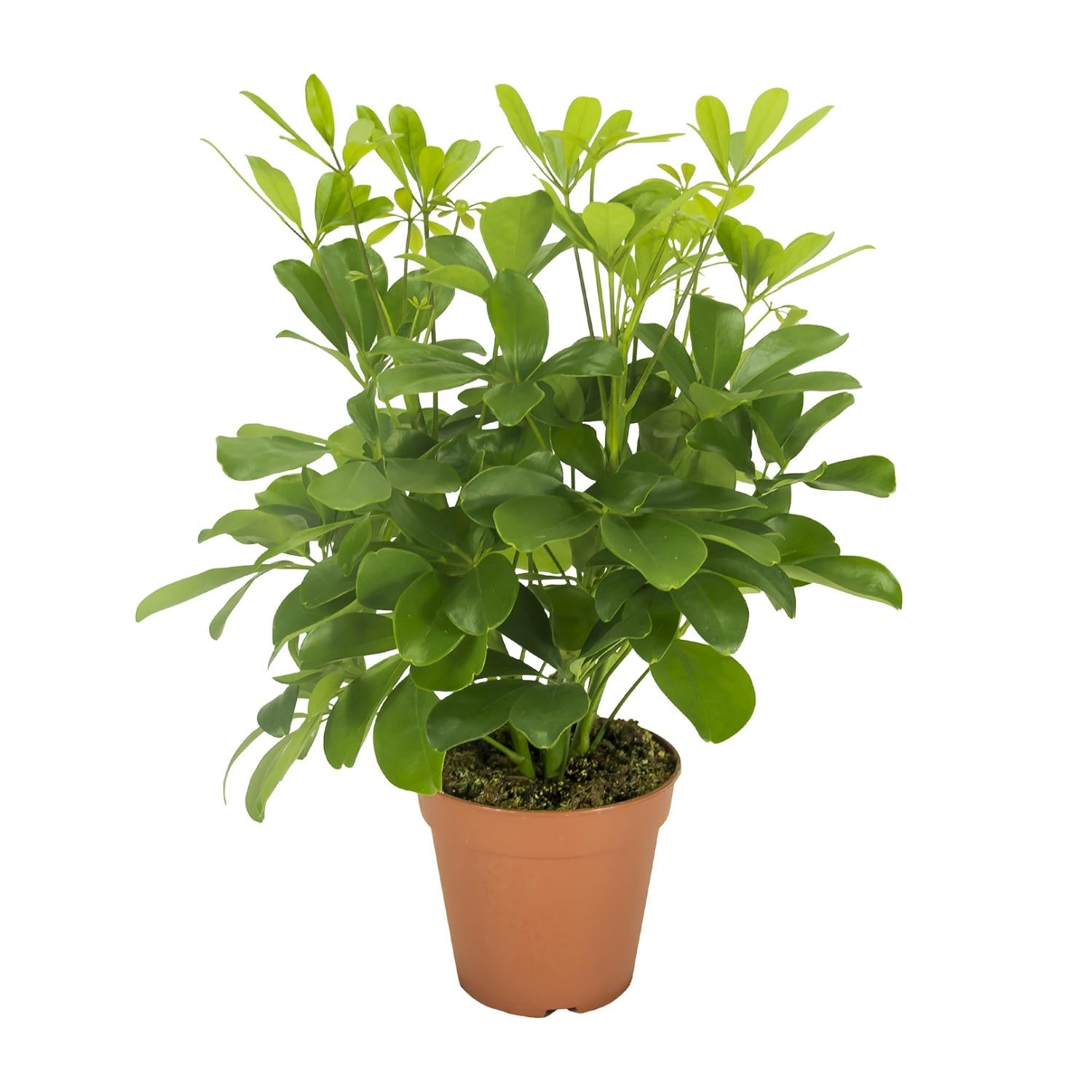 Zimmerpflanze Strahlenaralie Schefflera Compacta Nora im Topf