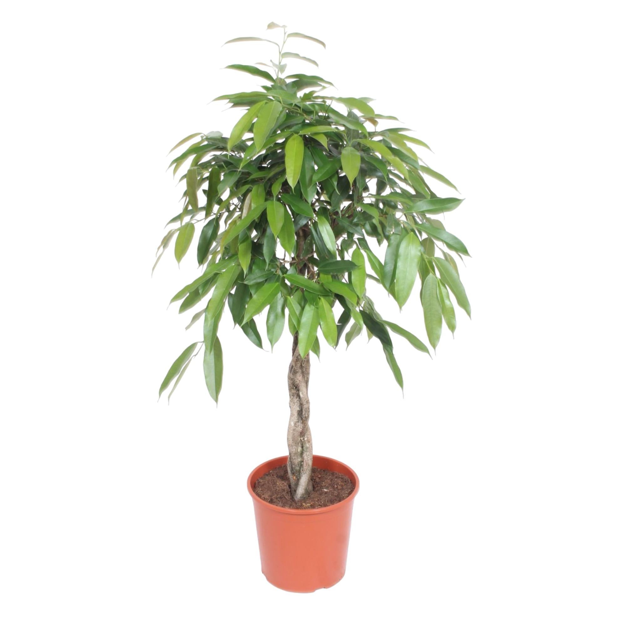 Zimmerpflanze schmalblättrige Gummibaum Ficus Amstel King mit geflochtenem Stamm im Topf