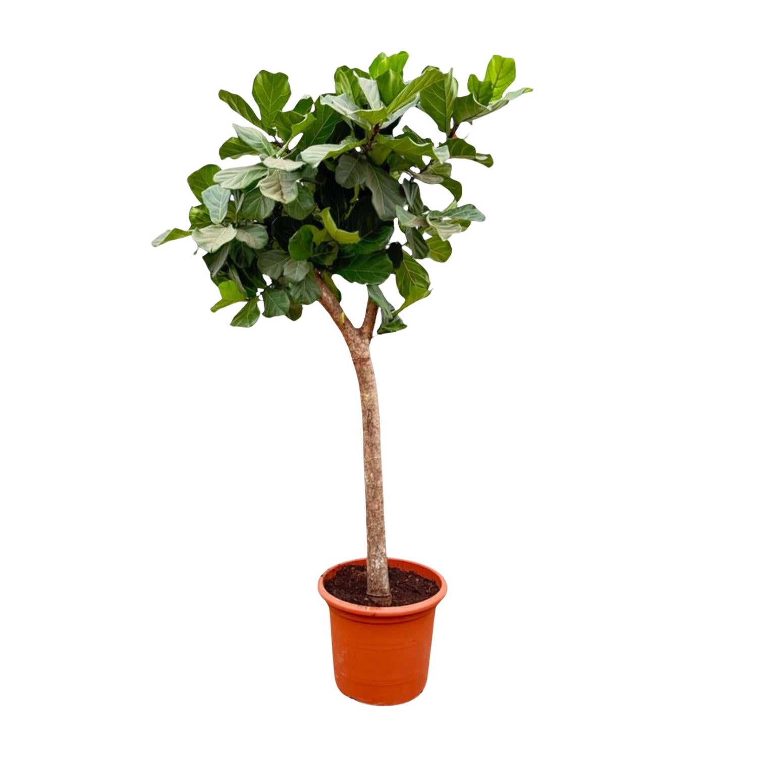 Schön gewachsener Ficus Lyrata auf Stamm