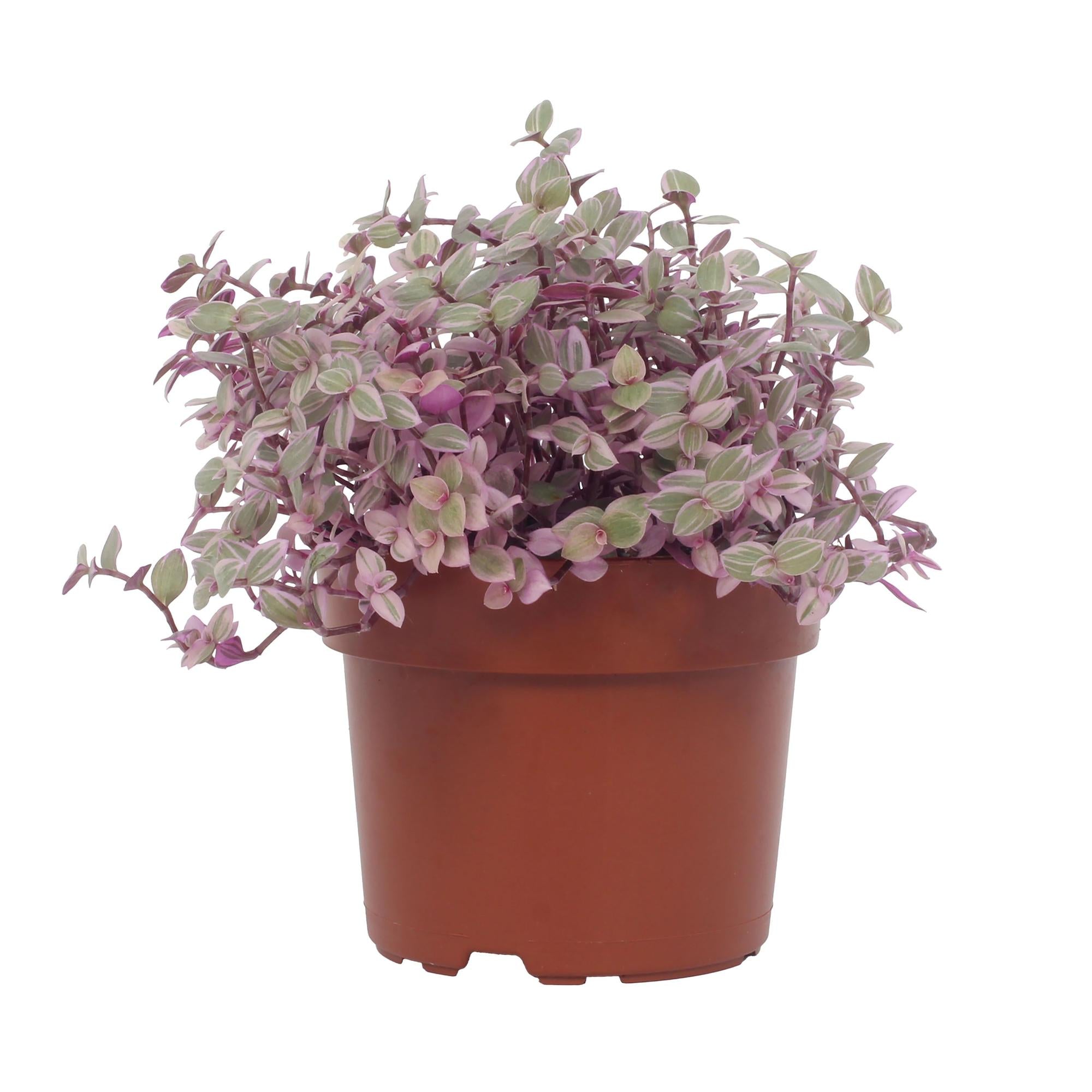 bunte Zimmerpflanze Schönranke Callisia Repens Rosato im Topf