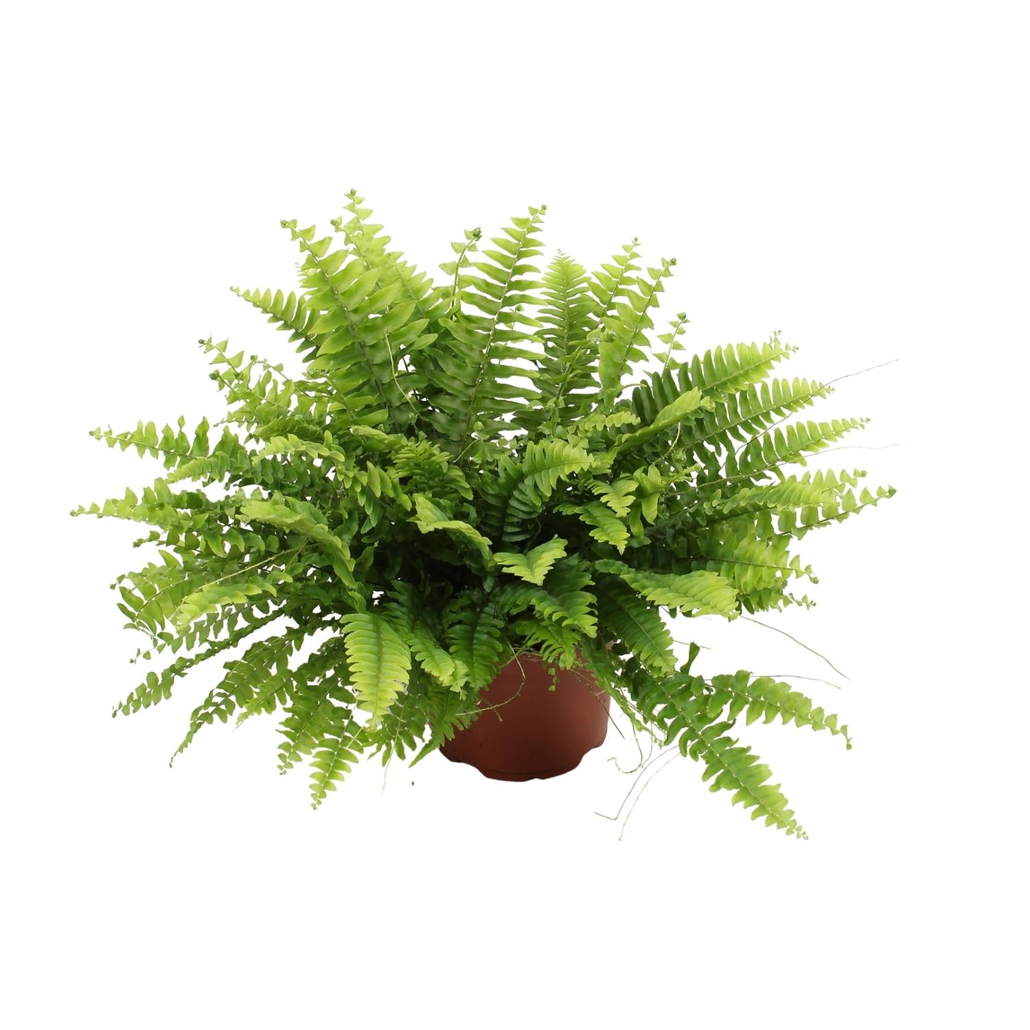 Zimmerpflanze Schwertfarn Nephrolepis Boston Green Moment im Topf