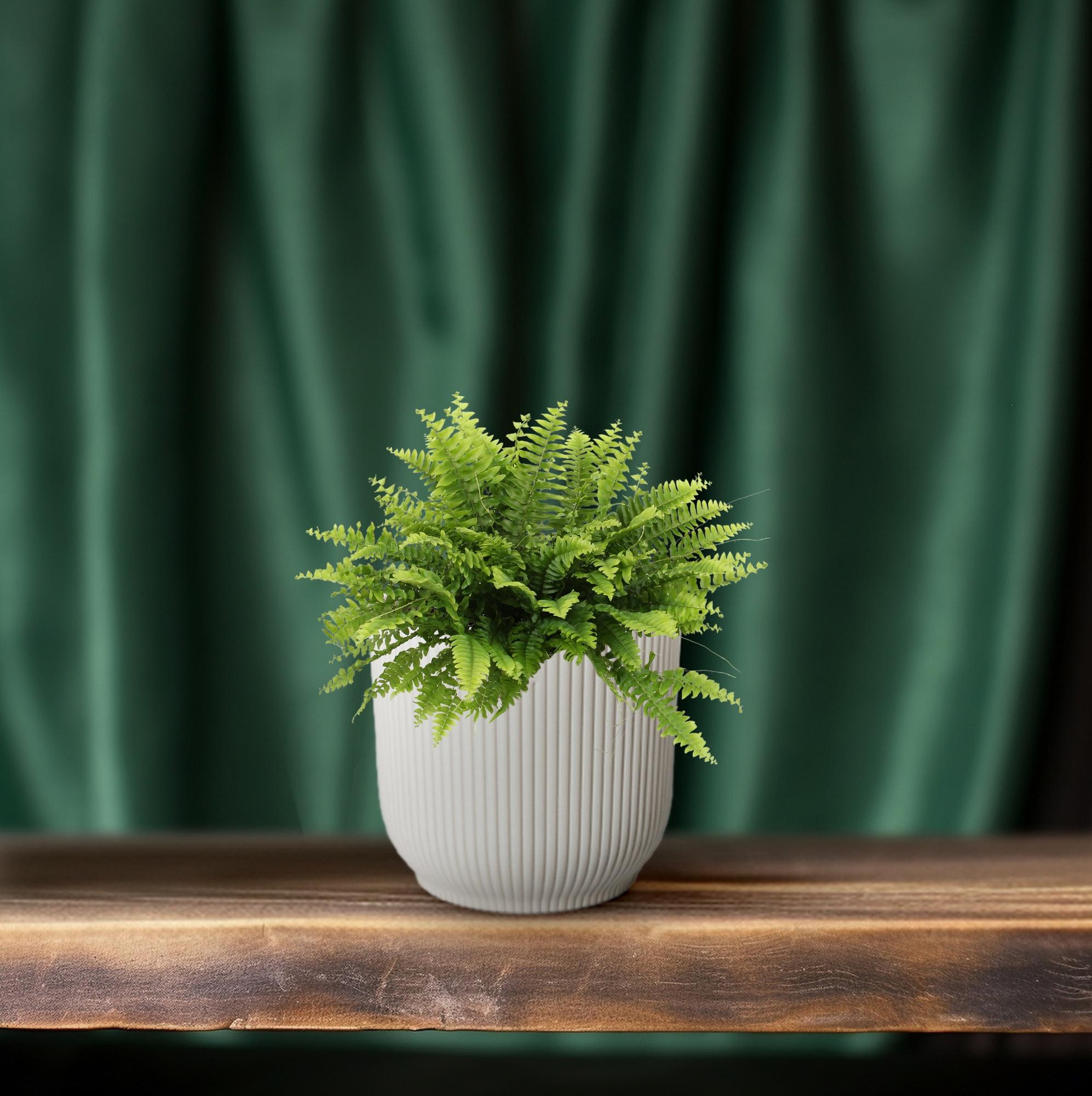 Zimmerpflanze Schwertfarn Nephrolepis Boston Green Moment im Topf