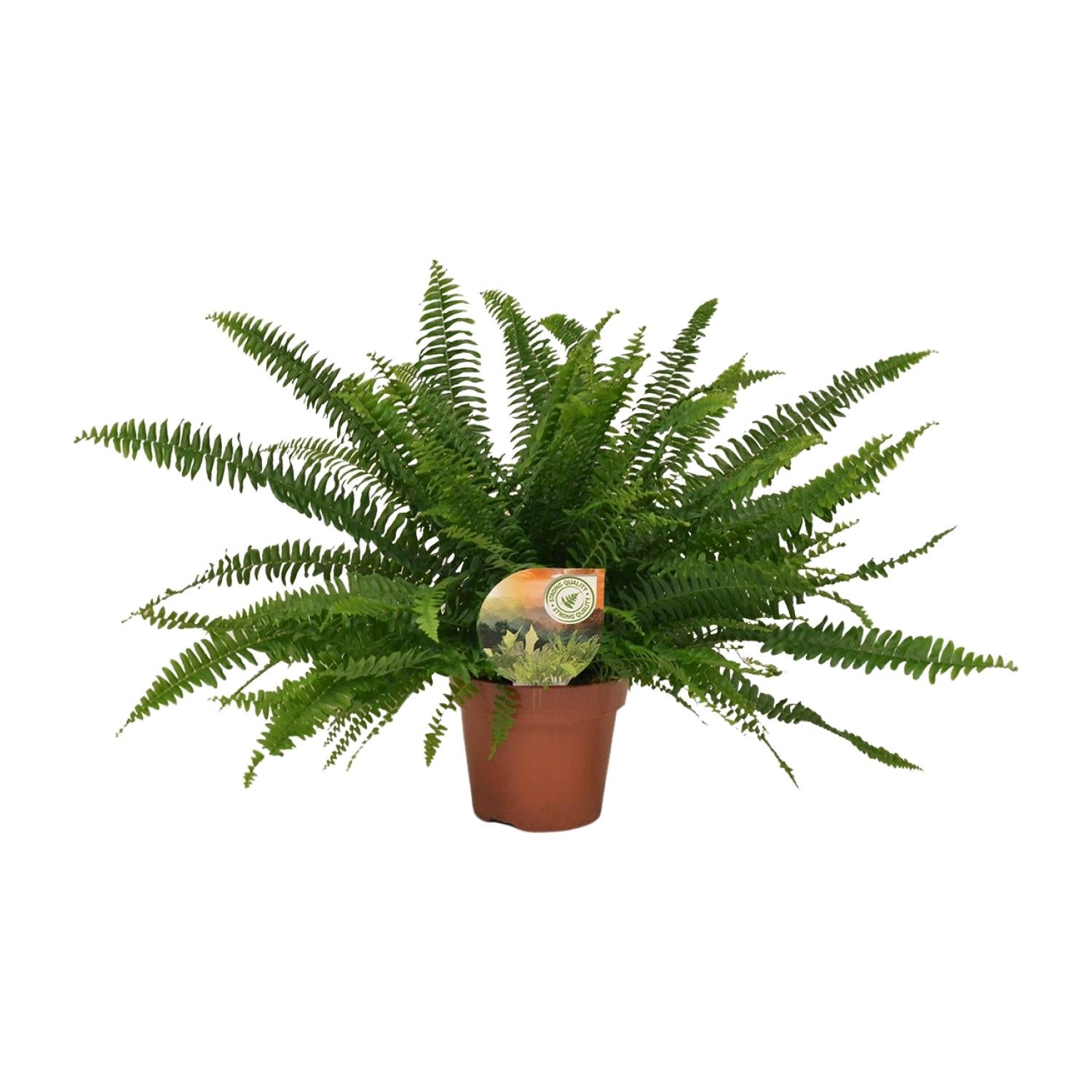 Zimmerpflanze Schwertfarn Nephrolepis Green Lady im Topf