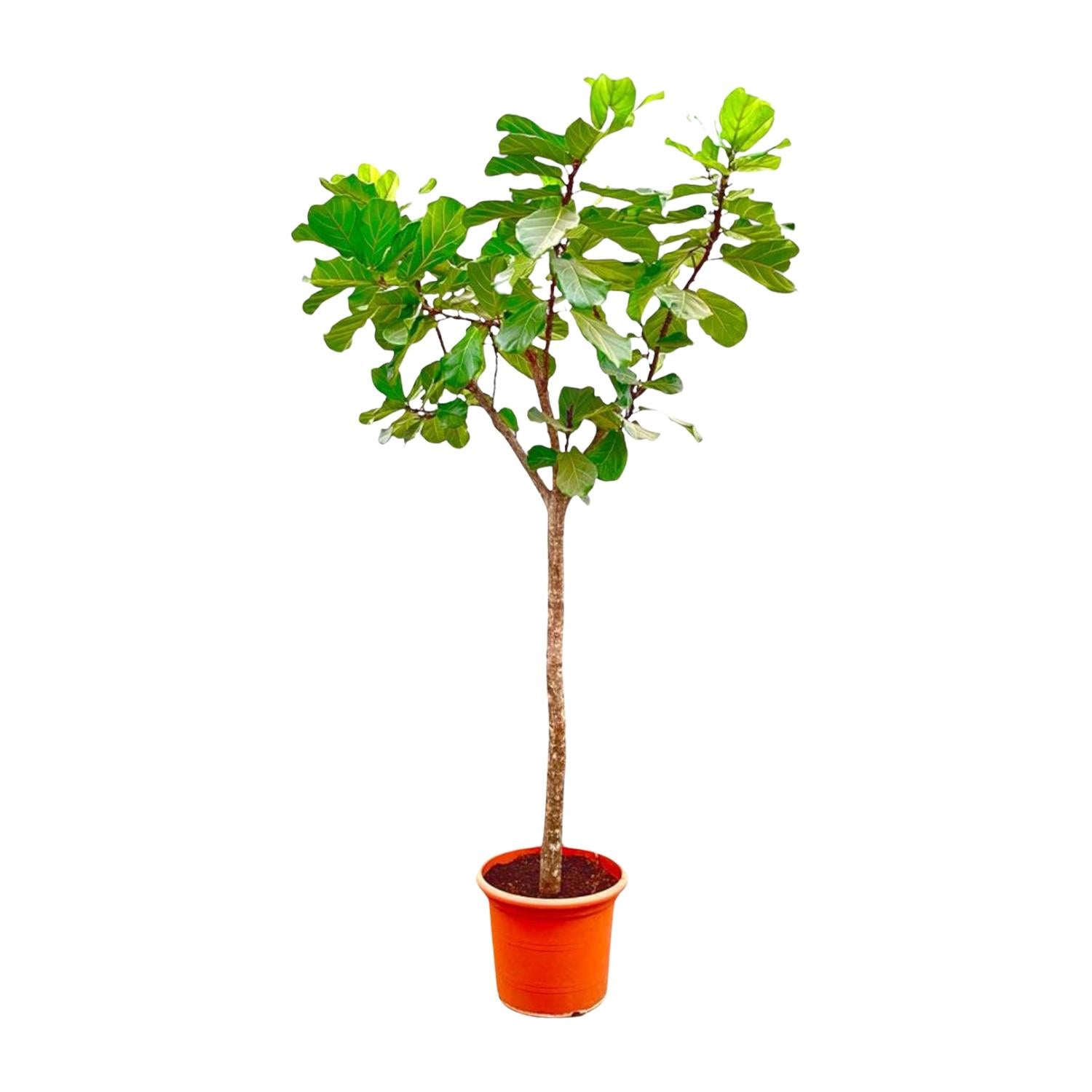 Sehr hoher XXL Ficus Lyrata