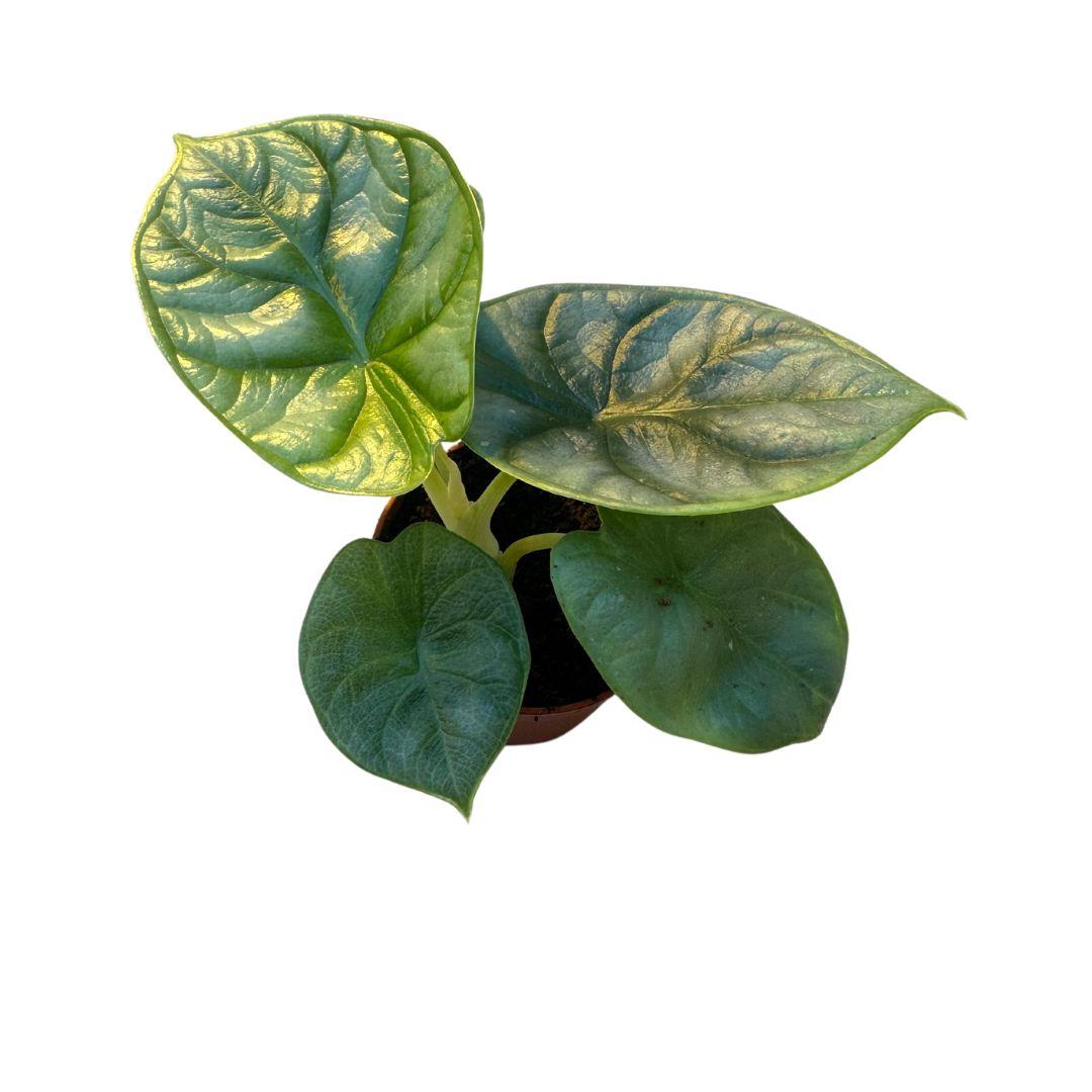 blätter einer Alocasia Silver Dragon
