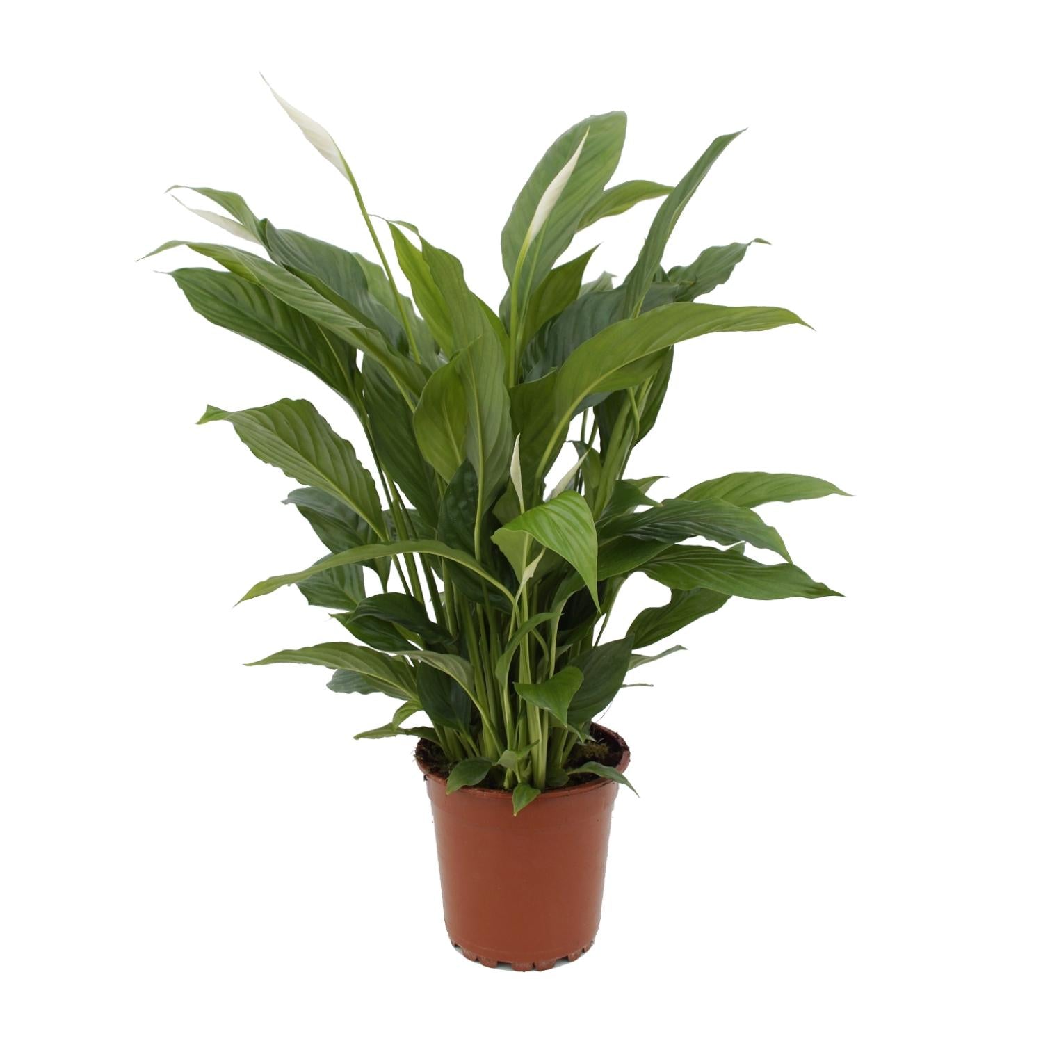 Grünpflanze Friedenslilie Spathiphyllum Torelli im Topf