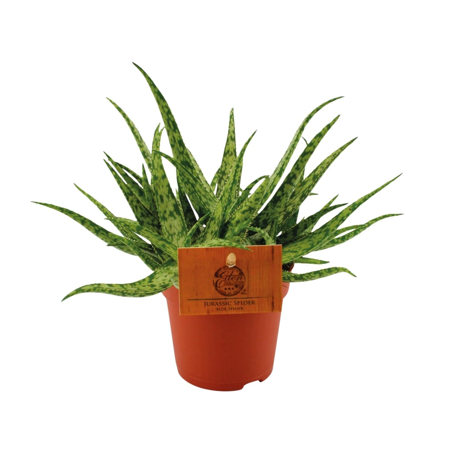 Zimmerpflanze Spinnen Aloe Spider im Topf