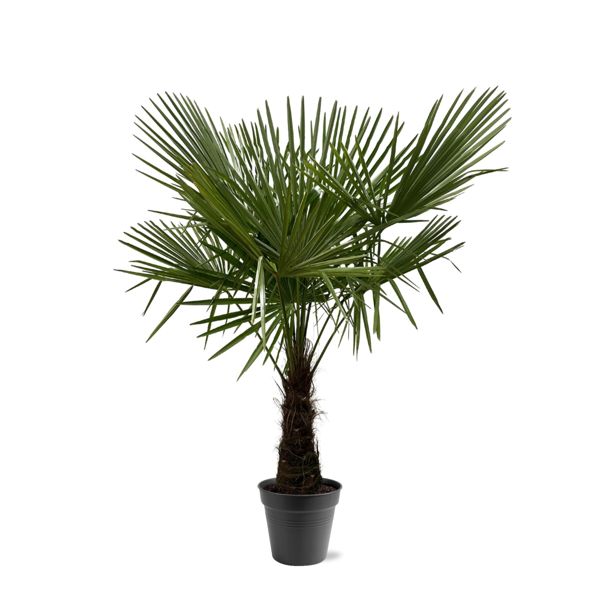 Hanfpalme Trachycarpus Fortunei mit langem Stamm