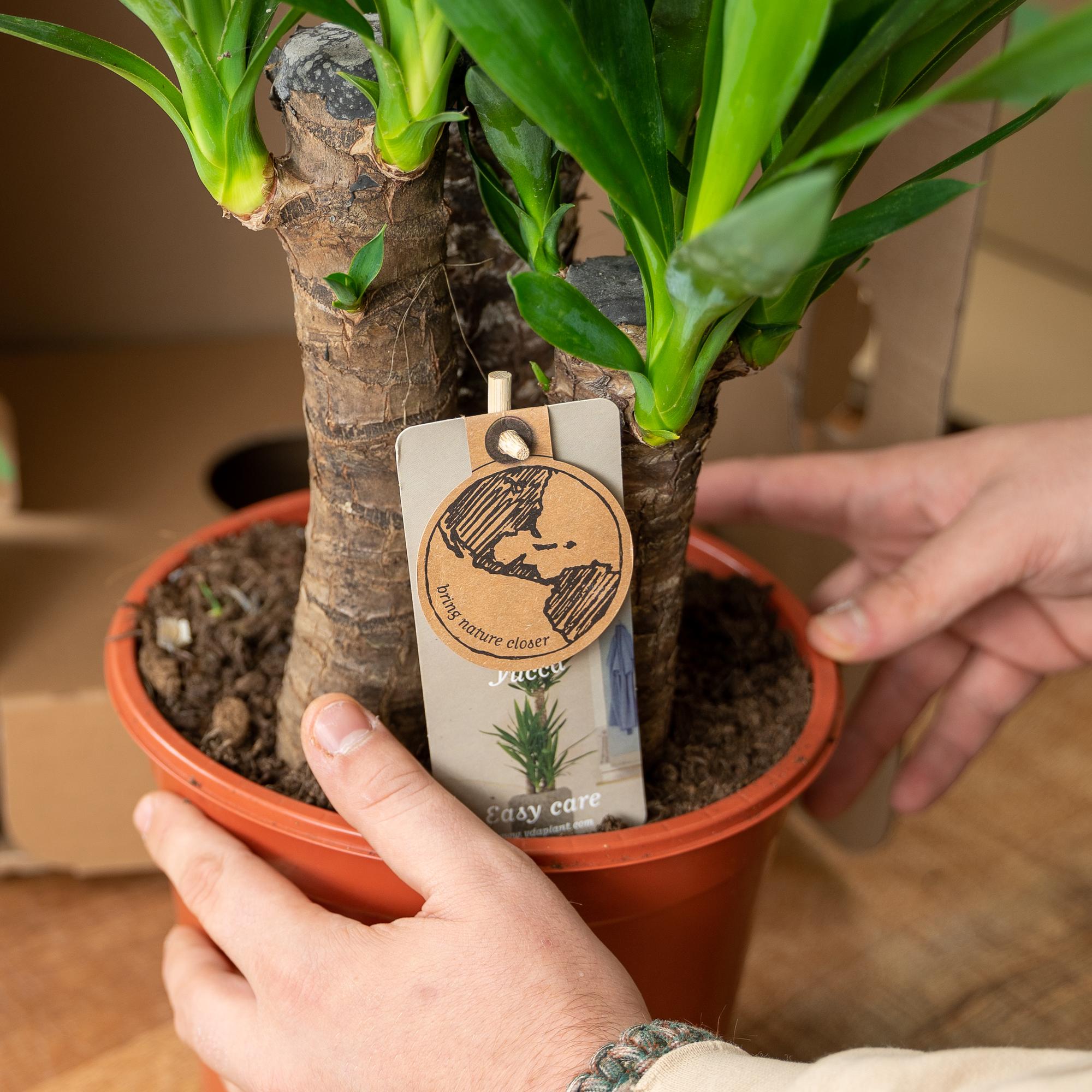 Stamm einer Yucca Palme im Topf
